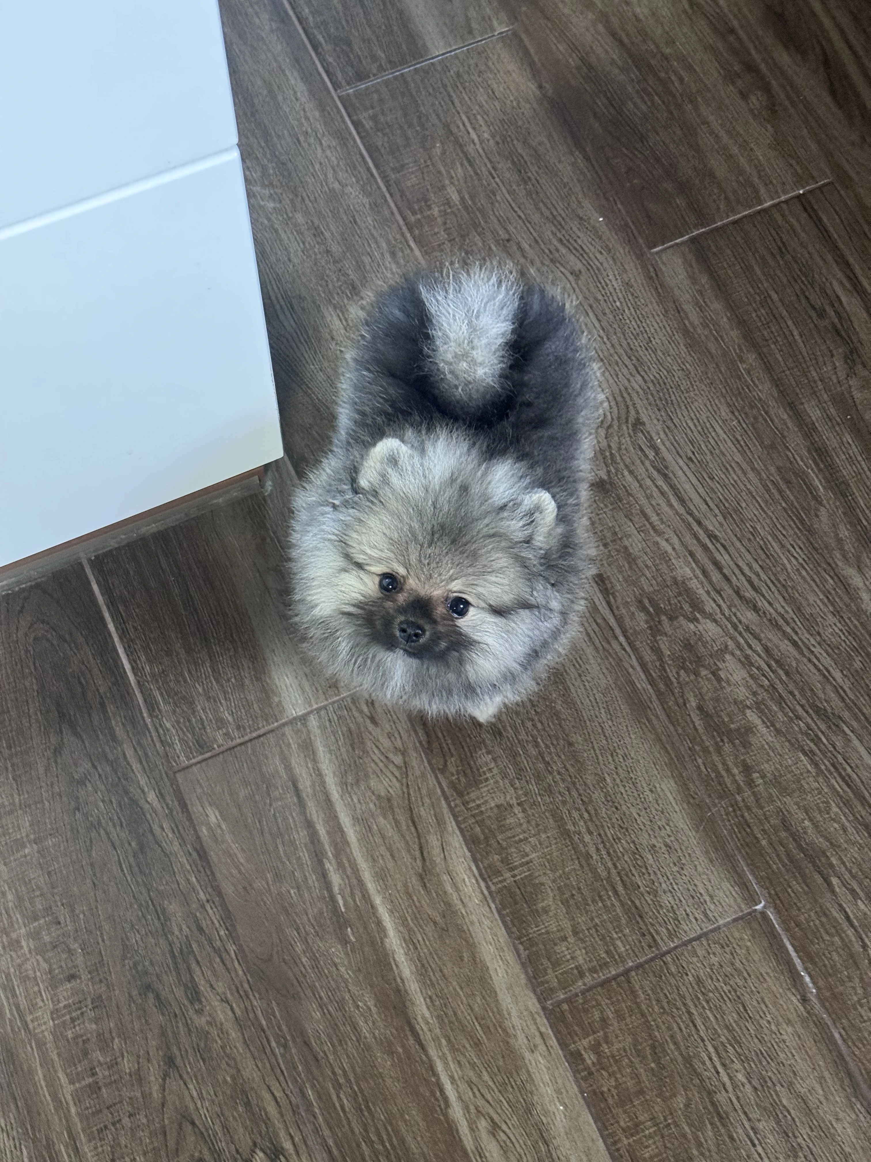 Pomeranian (Německý špic trpasličí)