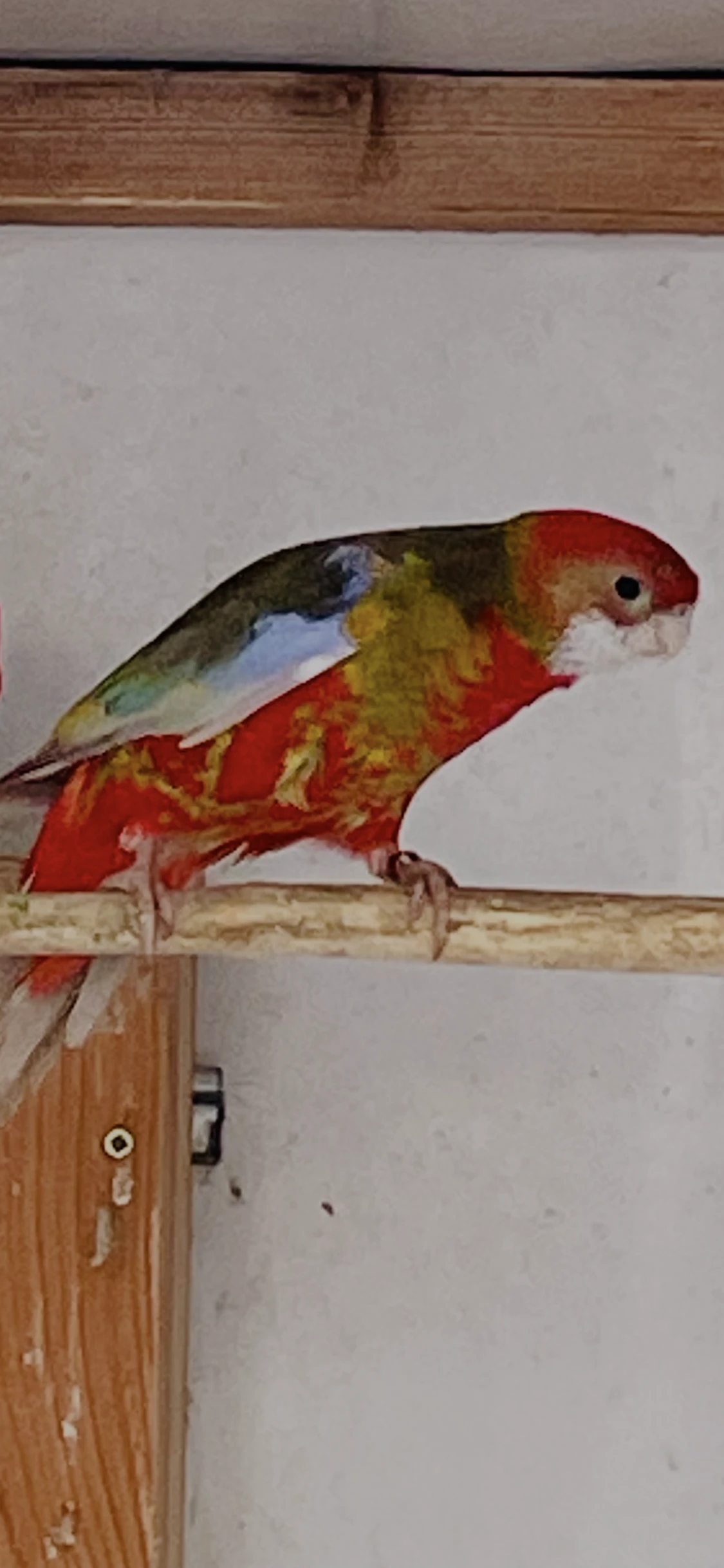 Rosela