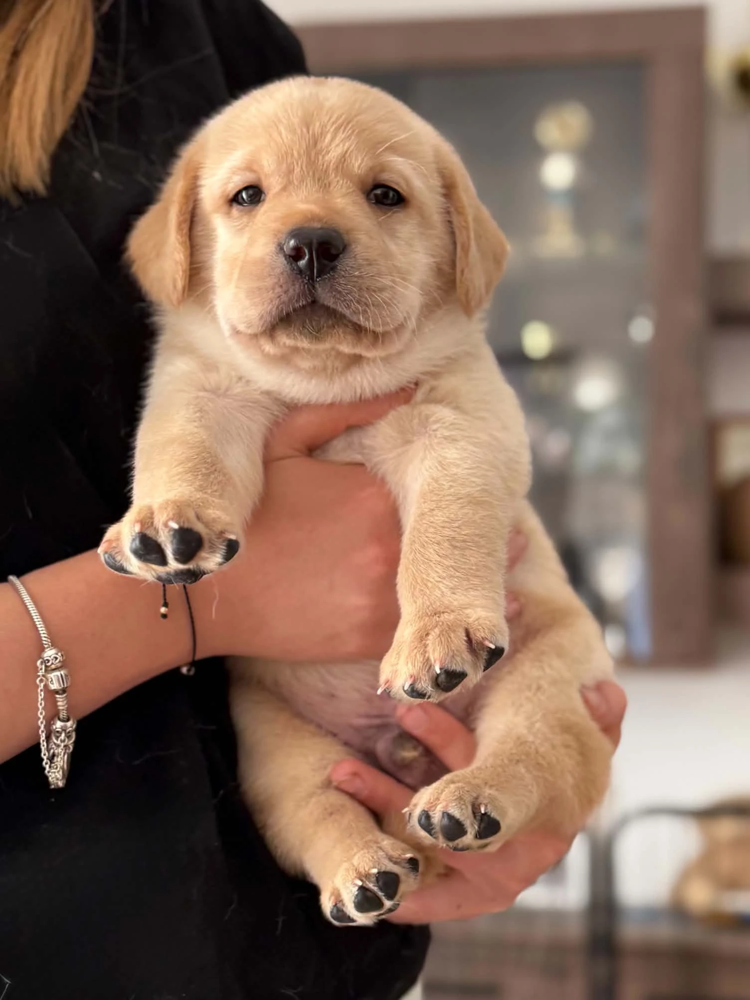 Žlutá štěňátka labradorského retrievera s PP