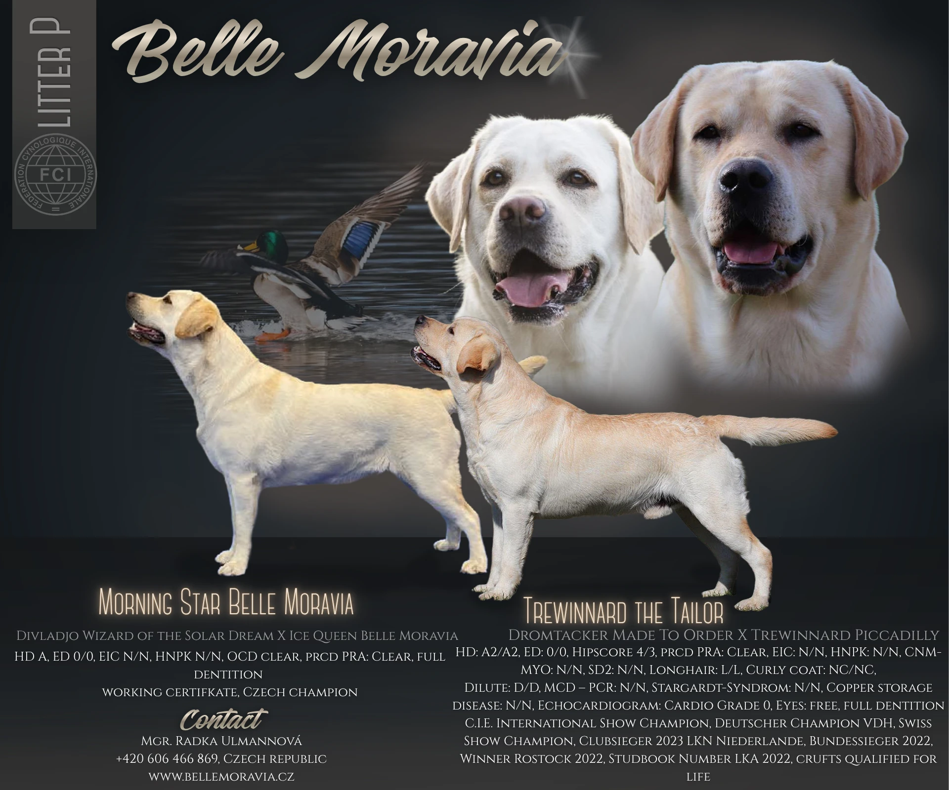 Žlutá štěňátka labradorského retrievera s PP
