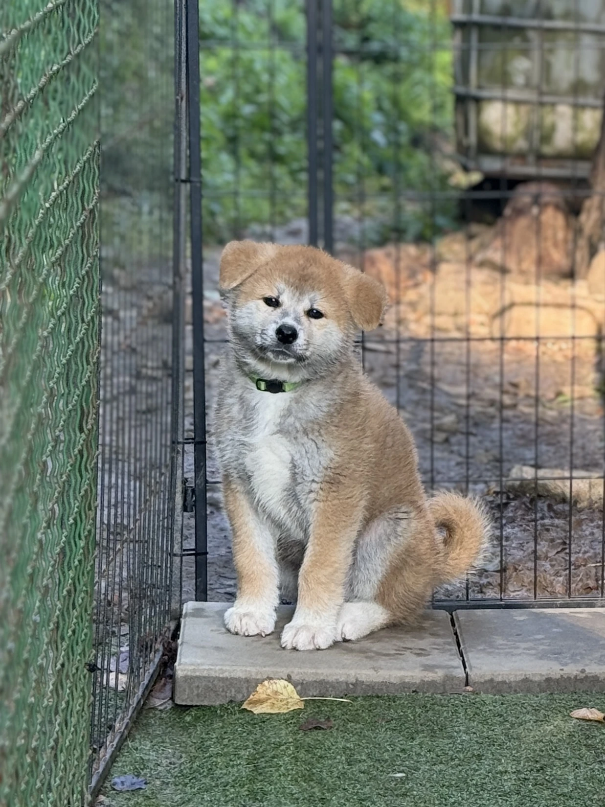 Akita s PP již k odběru