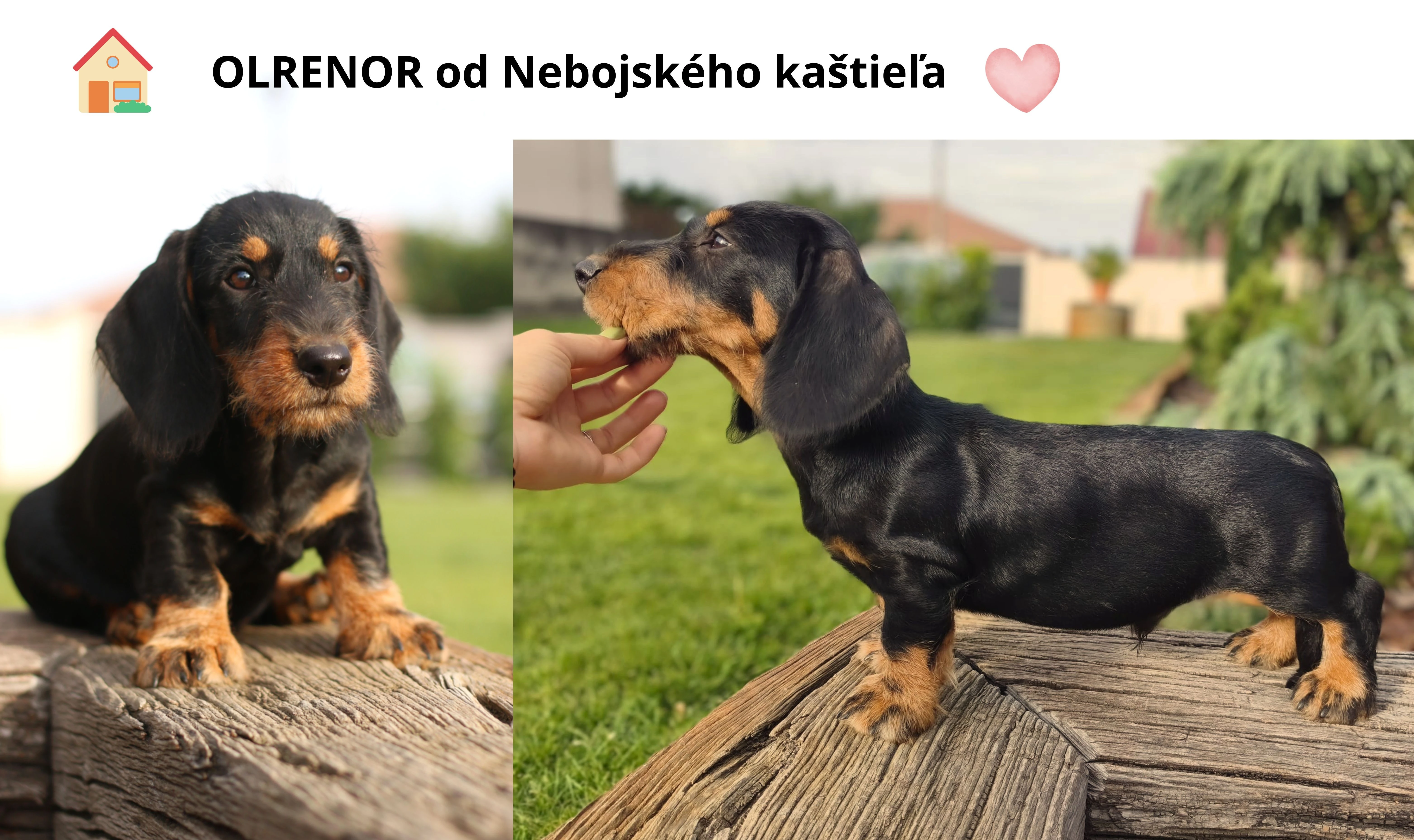 Štěniatko jazvečíka hrubosrstého štandardného