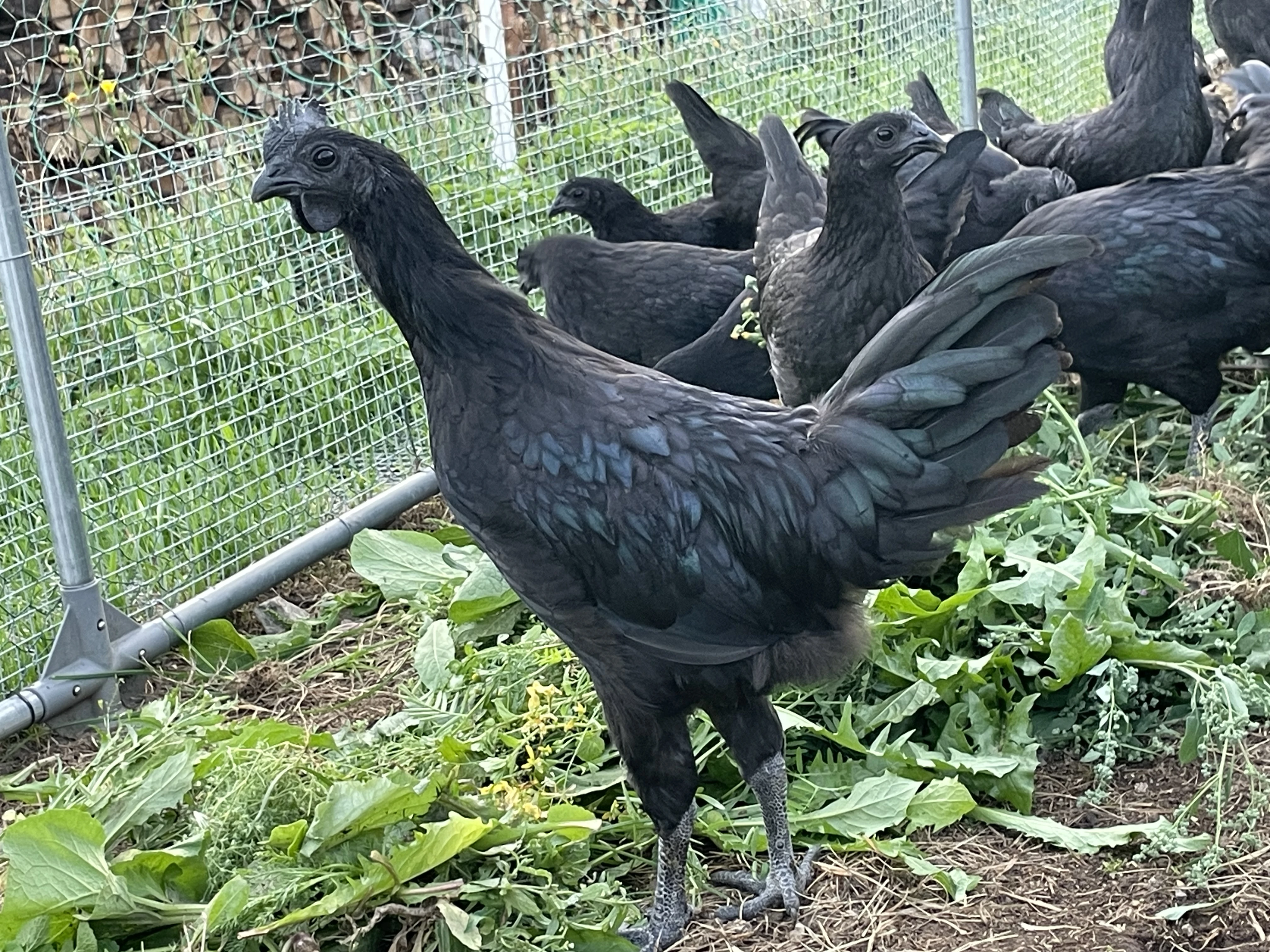 Ayam Cemani