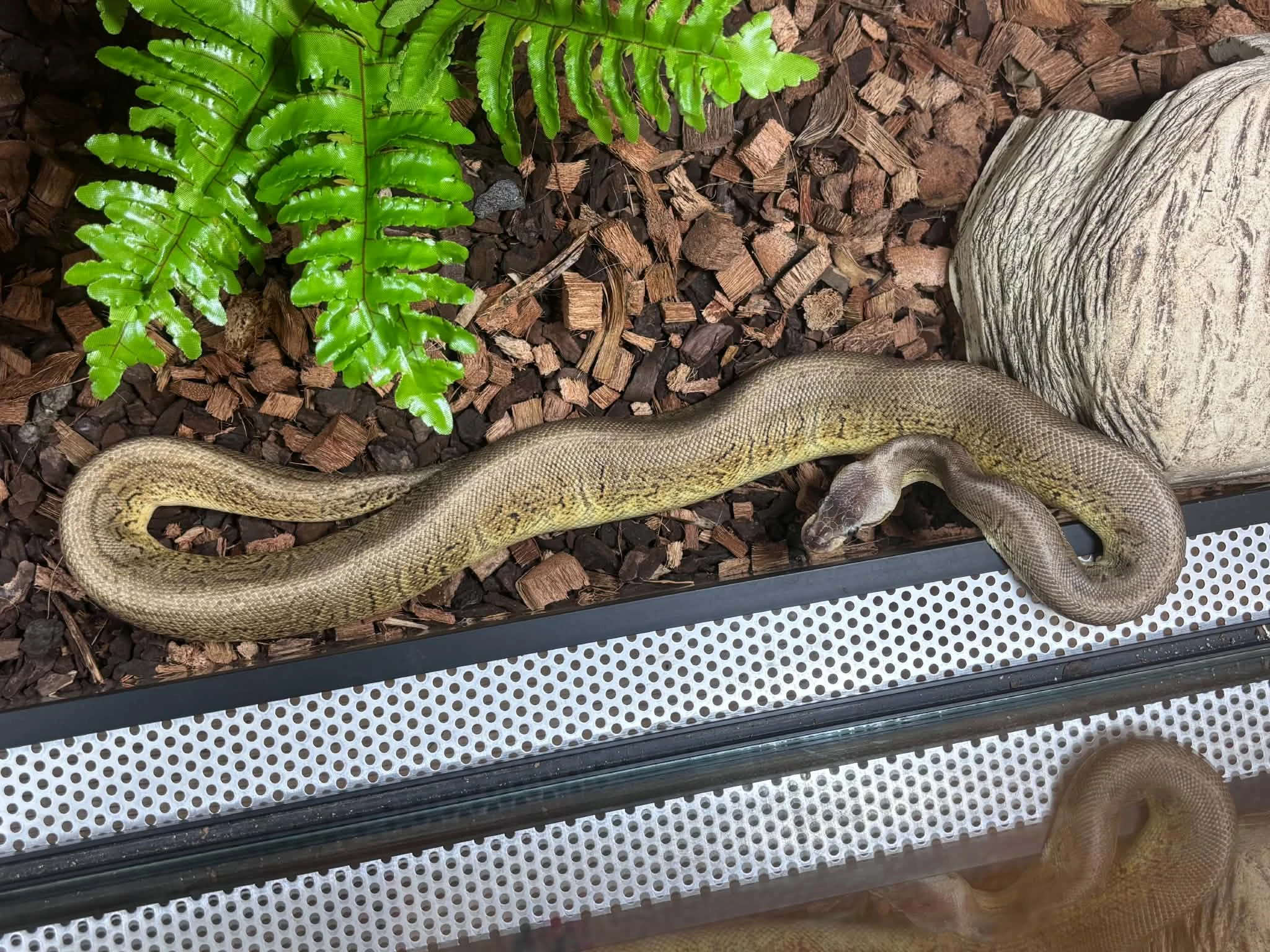 Krajta královská – Black Pastel Pastel Pinstripe het. Albino, het. Clown