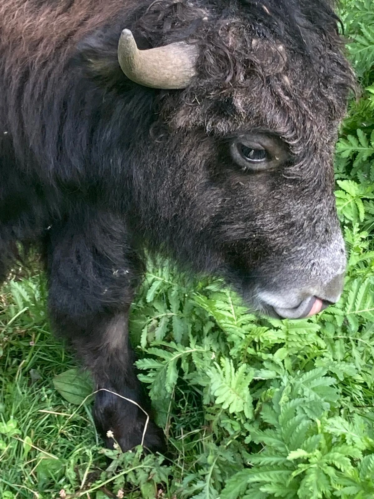 Jak tibetský, krásný roční býček nebo dva