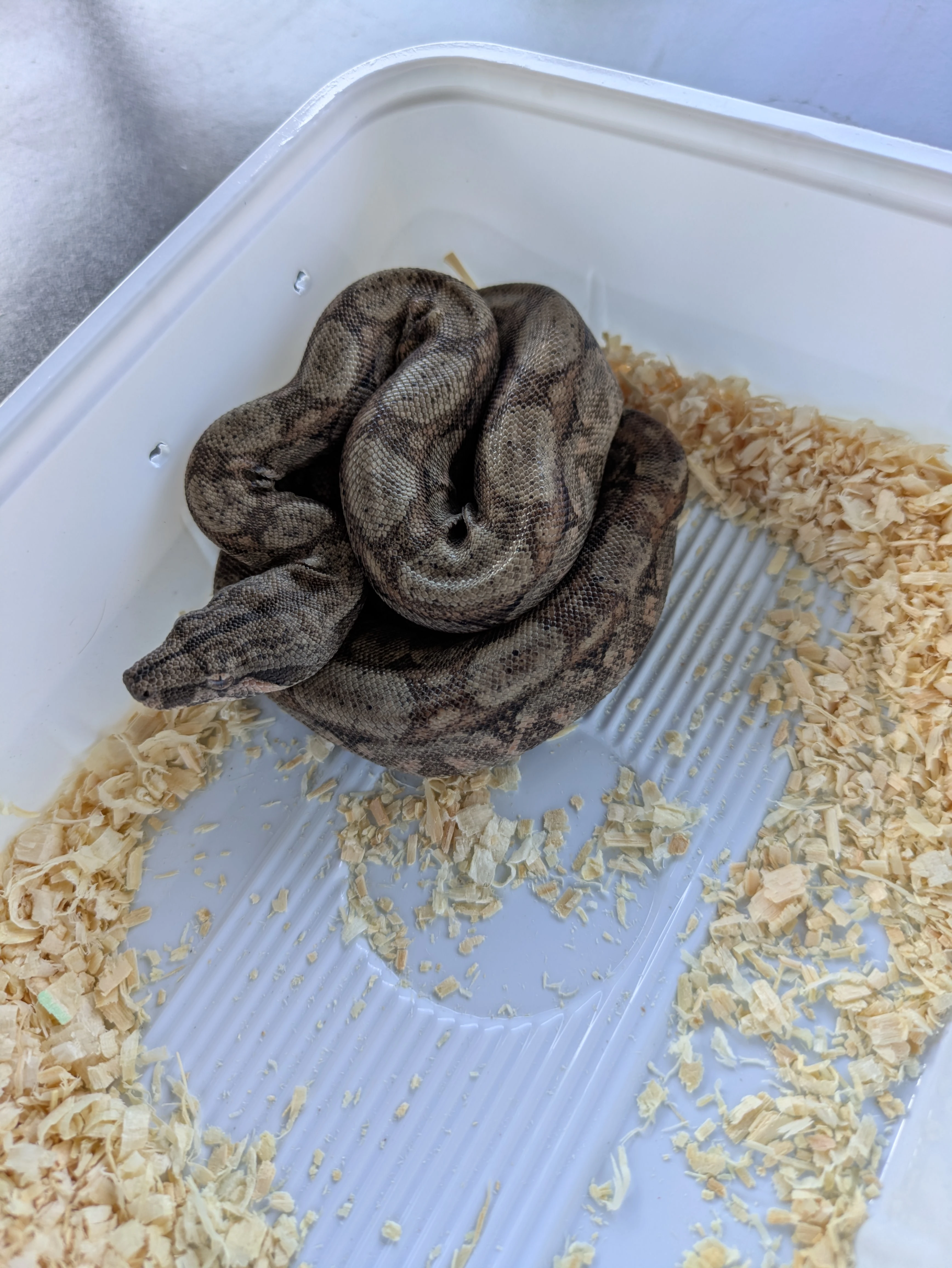 Hypo sonoran