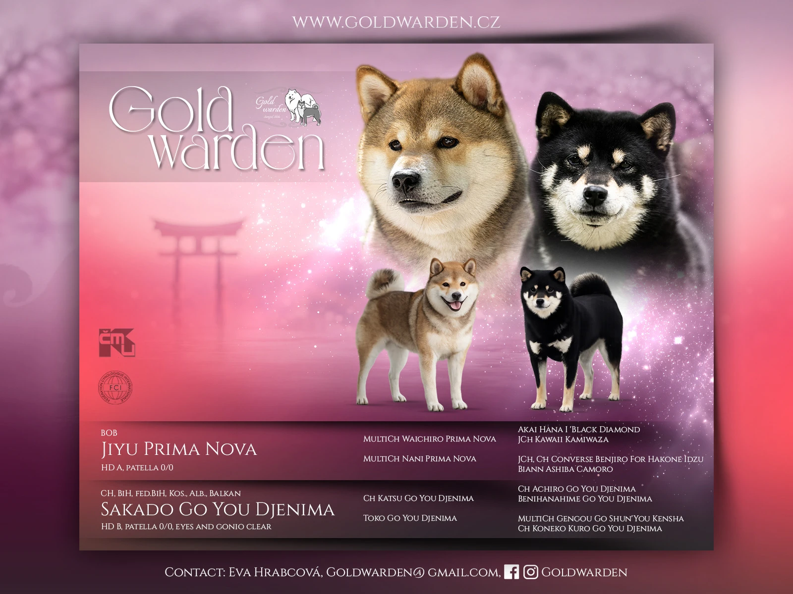 Shiba štěňátko s pp/fci