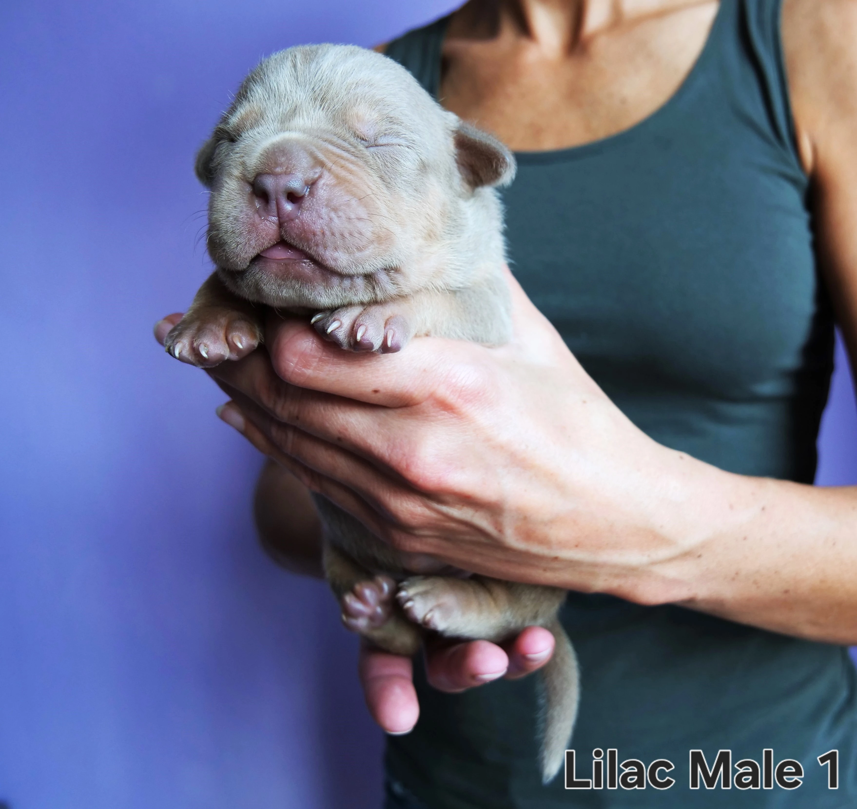 Štěňátka American Bully XL