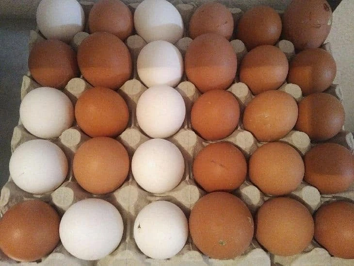 Prodám domácí vejce Klatovy