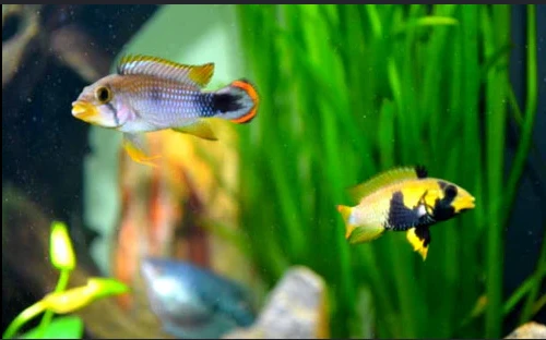 Cichlidka panduro (Apistogramma panduro)