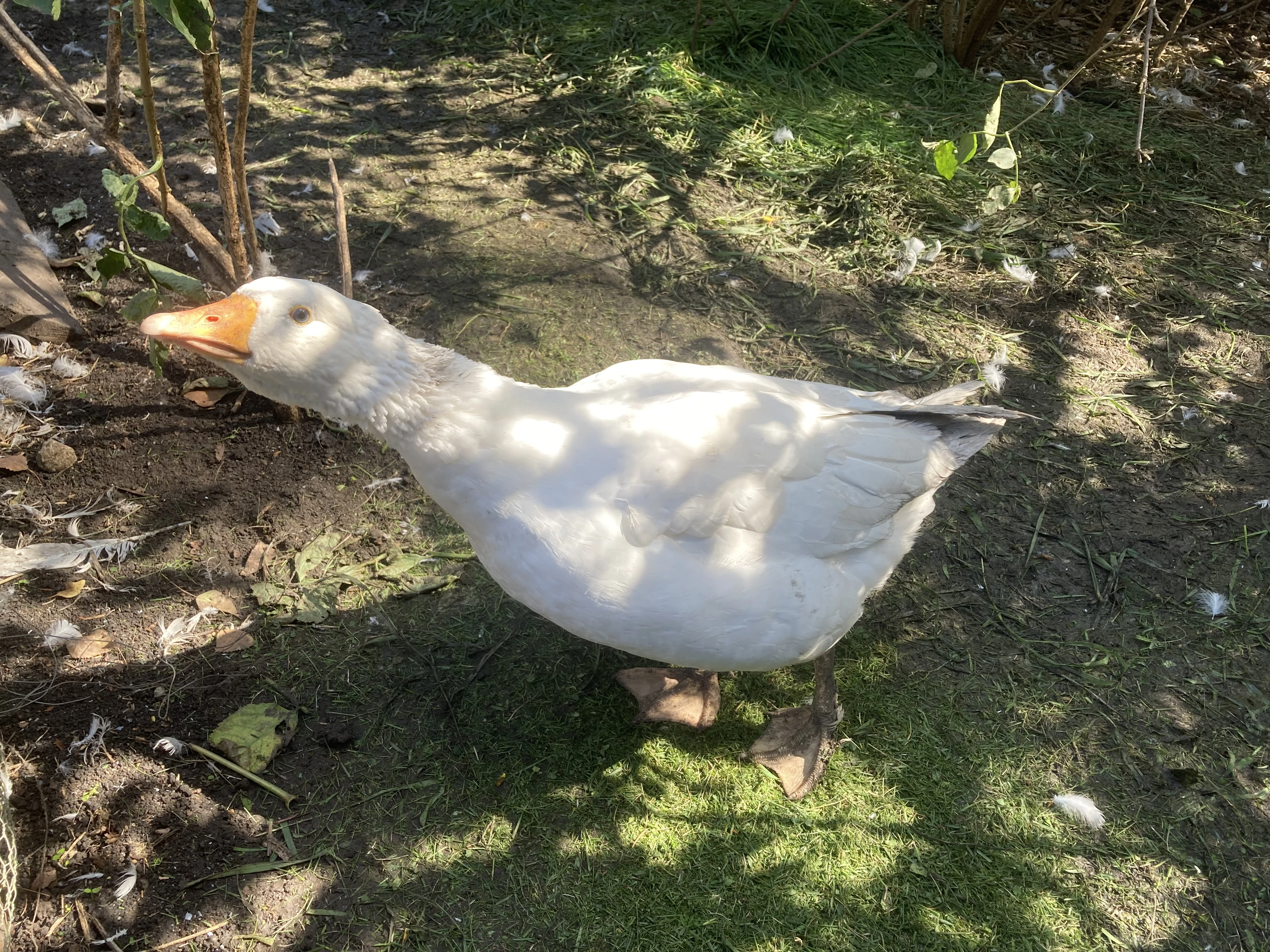 Husa Česká-Prodej