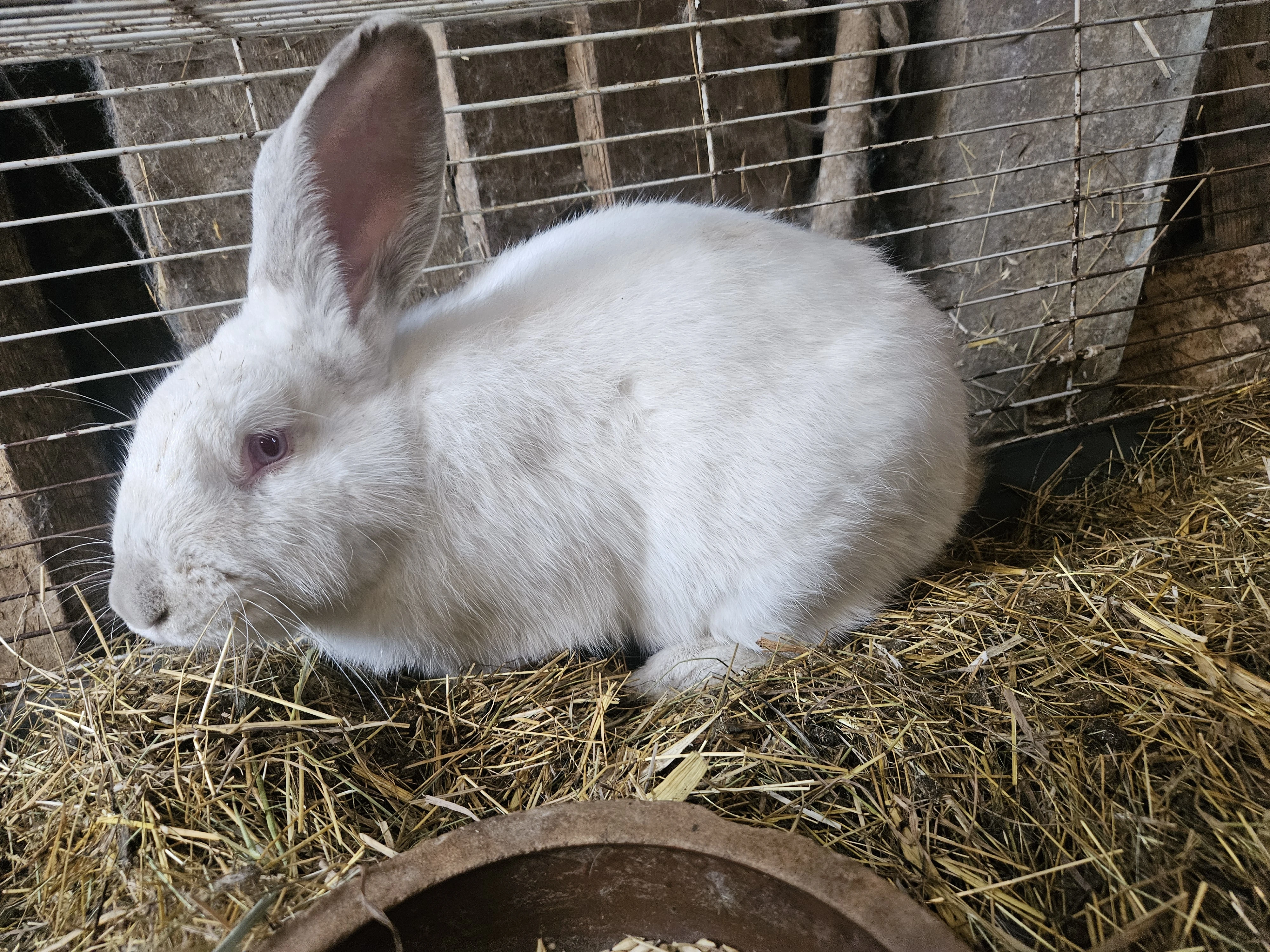Králík