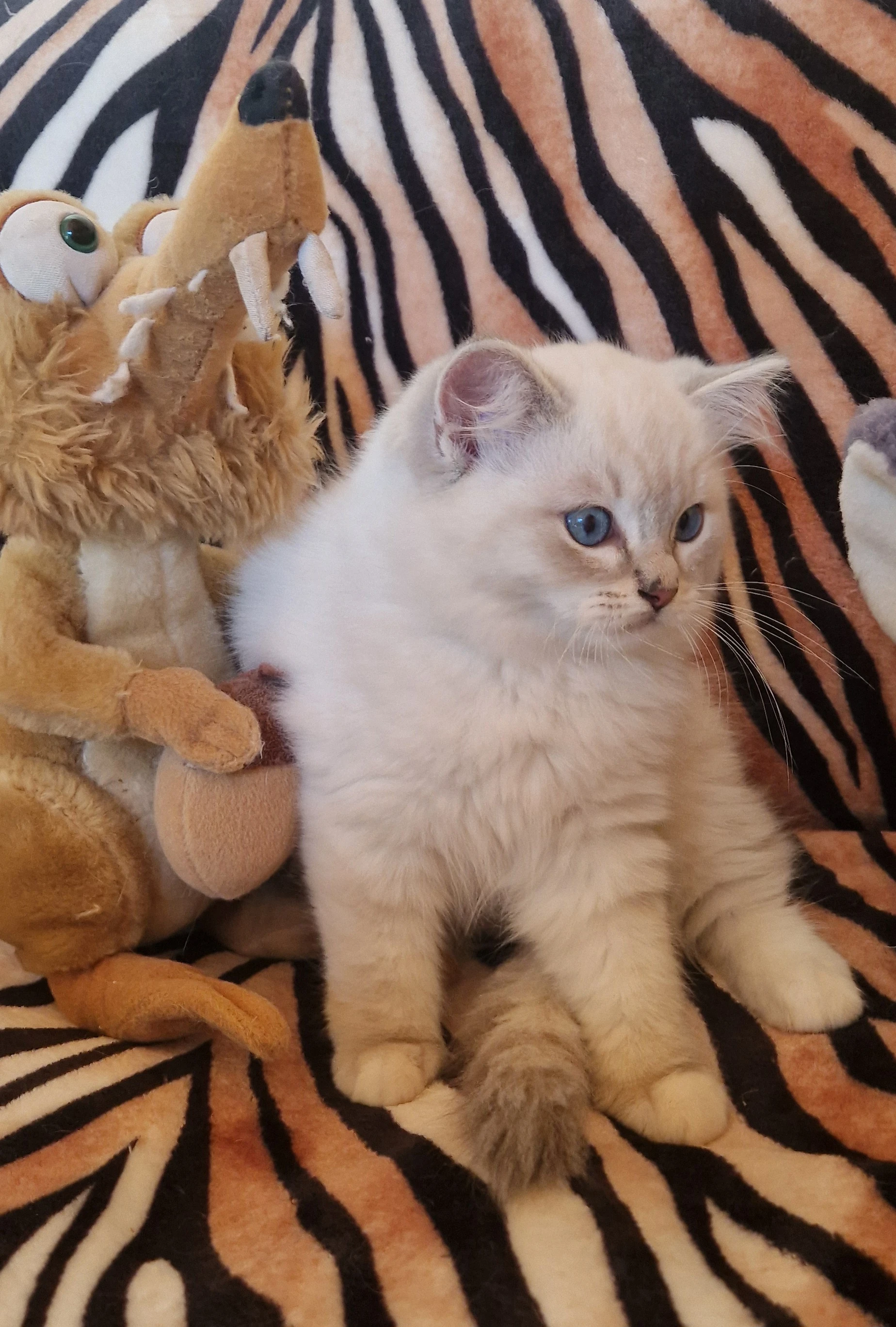 Koťatka Ragdoll s PP