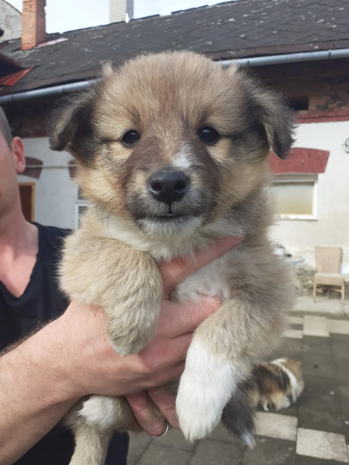 Šeltie / Sheltie s PP
