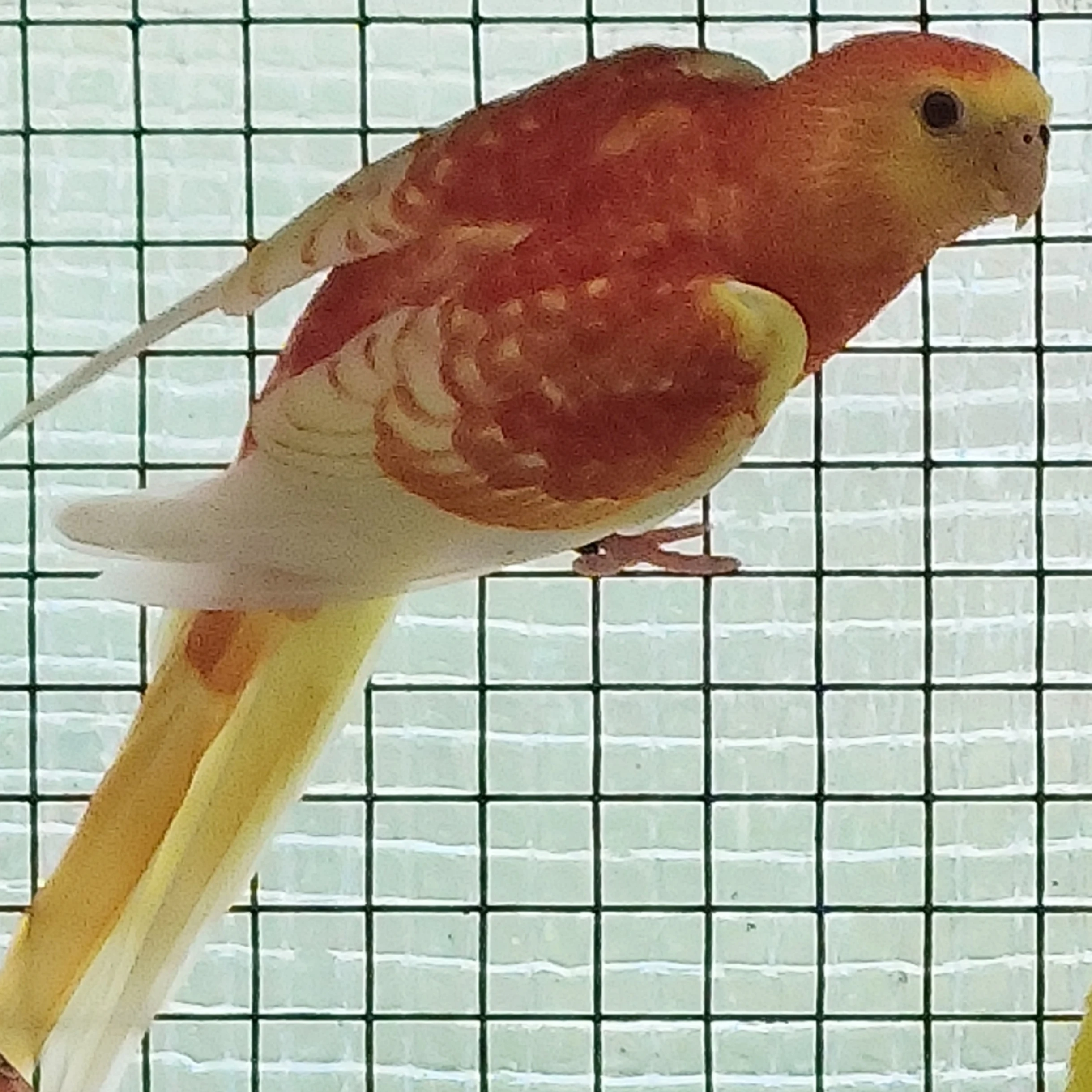 Papoušek zpěvavý