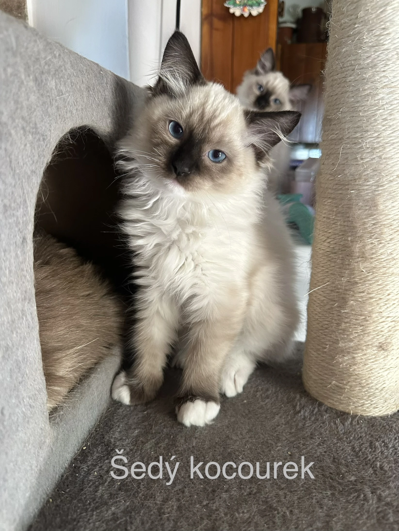 Ragdoll koťátka