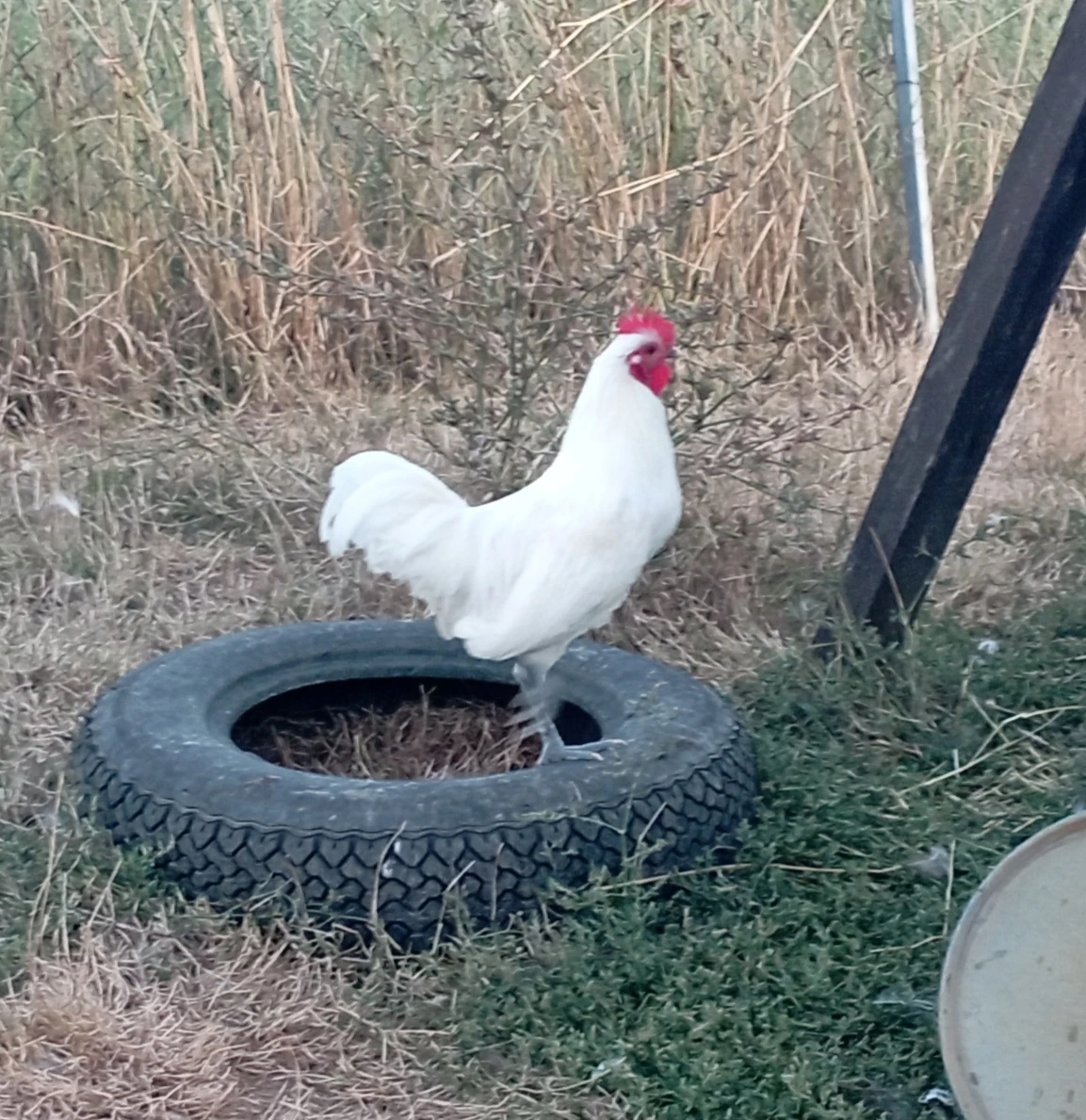 Zdrobnělá Česká slepice bílá