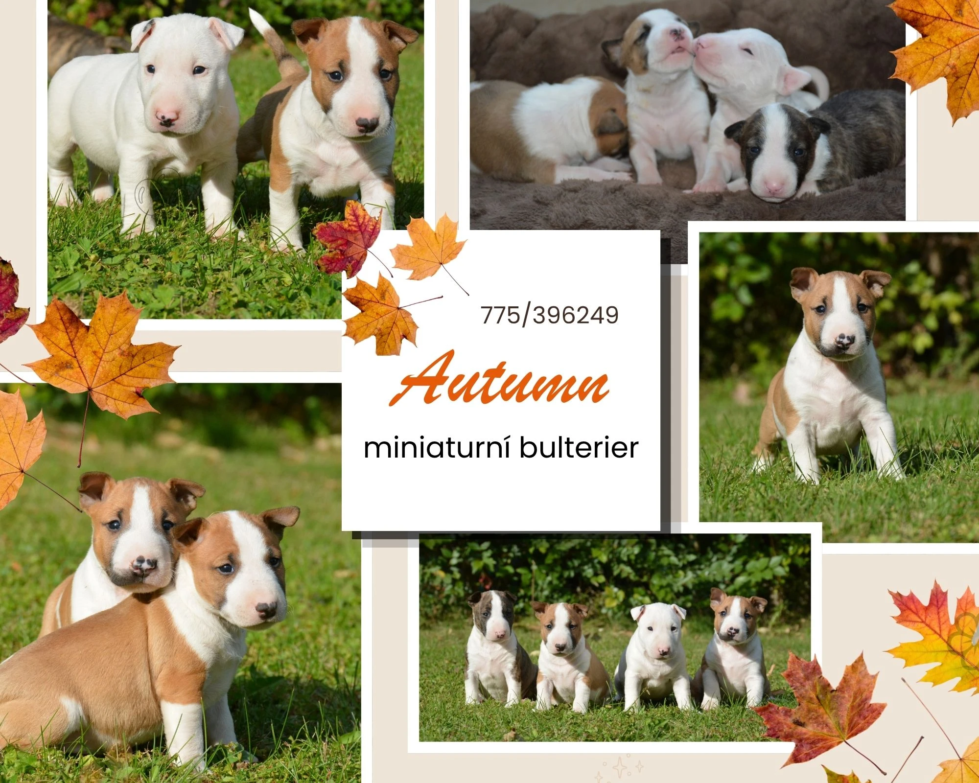 Miniaturní bulterier s PP FCI