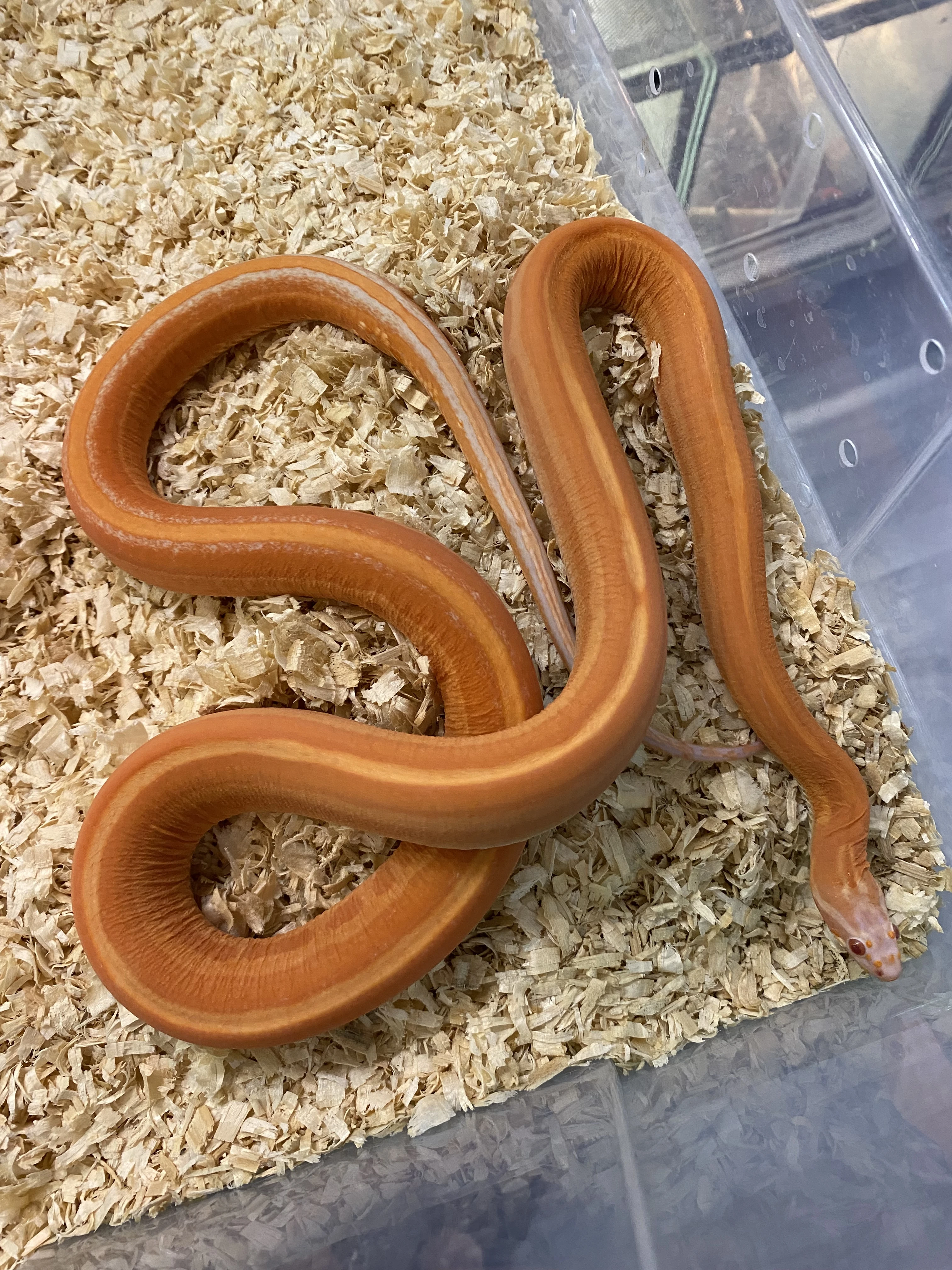 P. Guttatus Scaleless