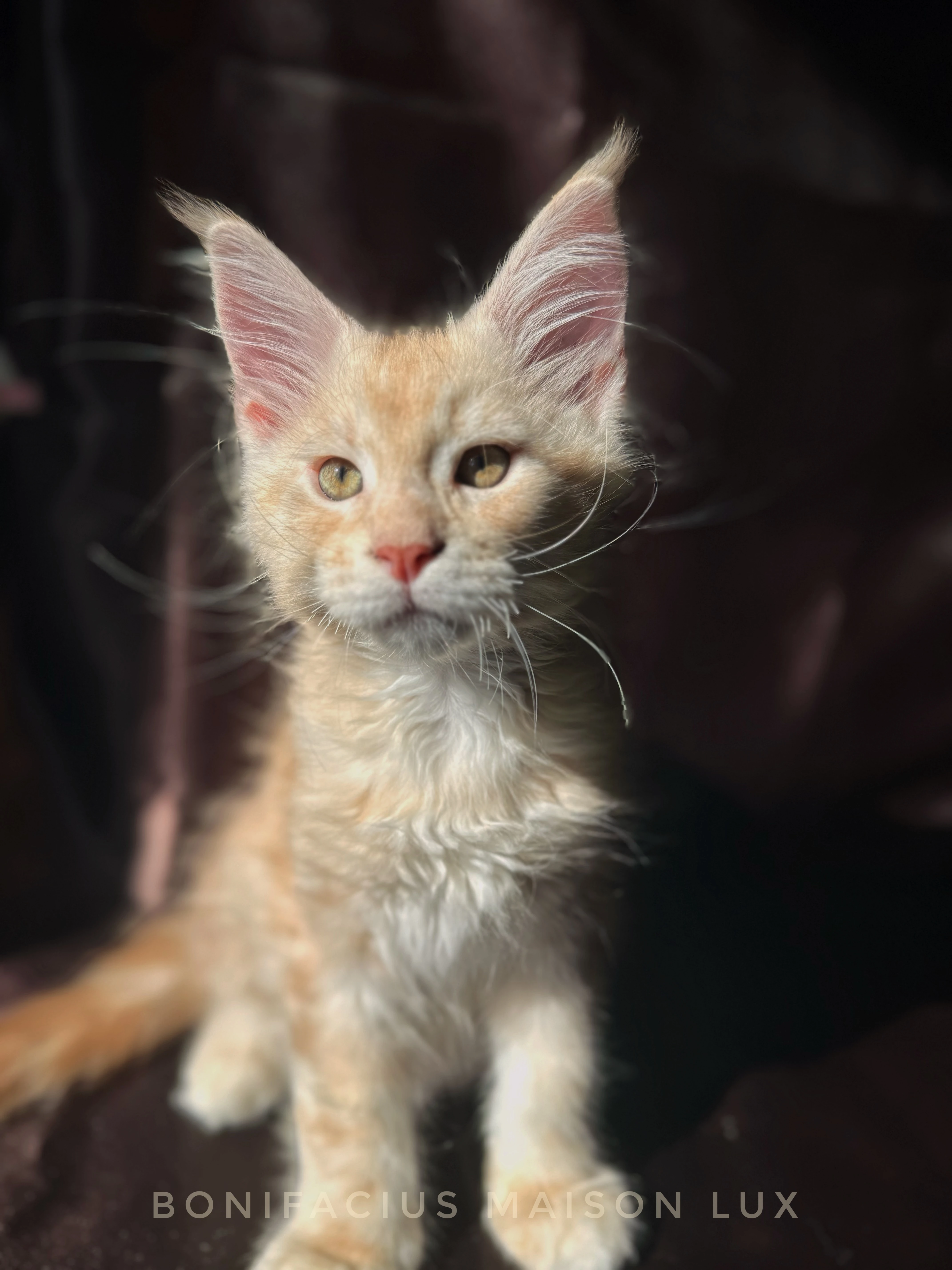 Maine coon