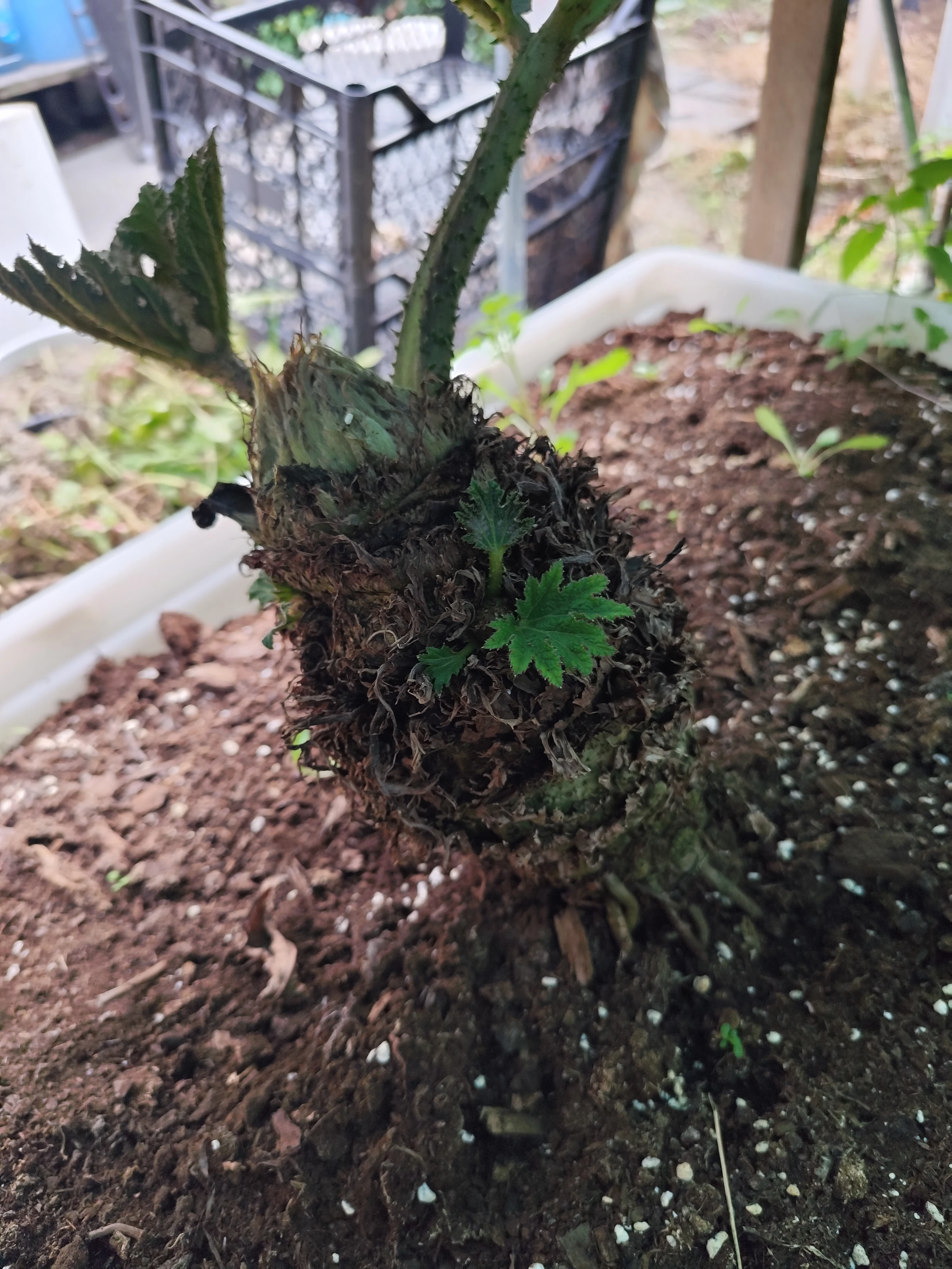 Prodám sazenice Gunnera manicata