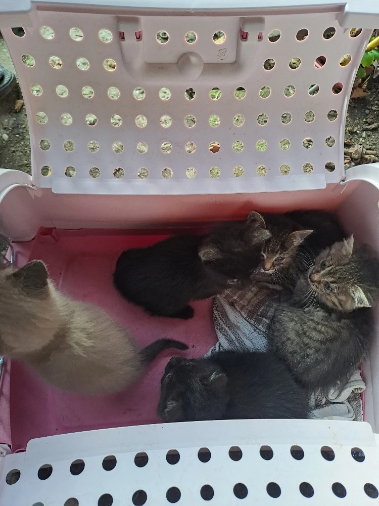 Koťátka k adopci