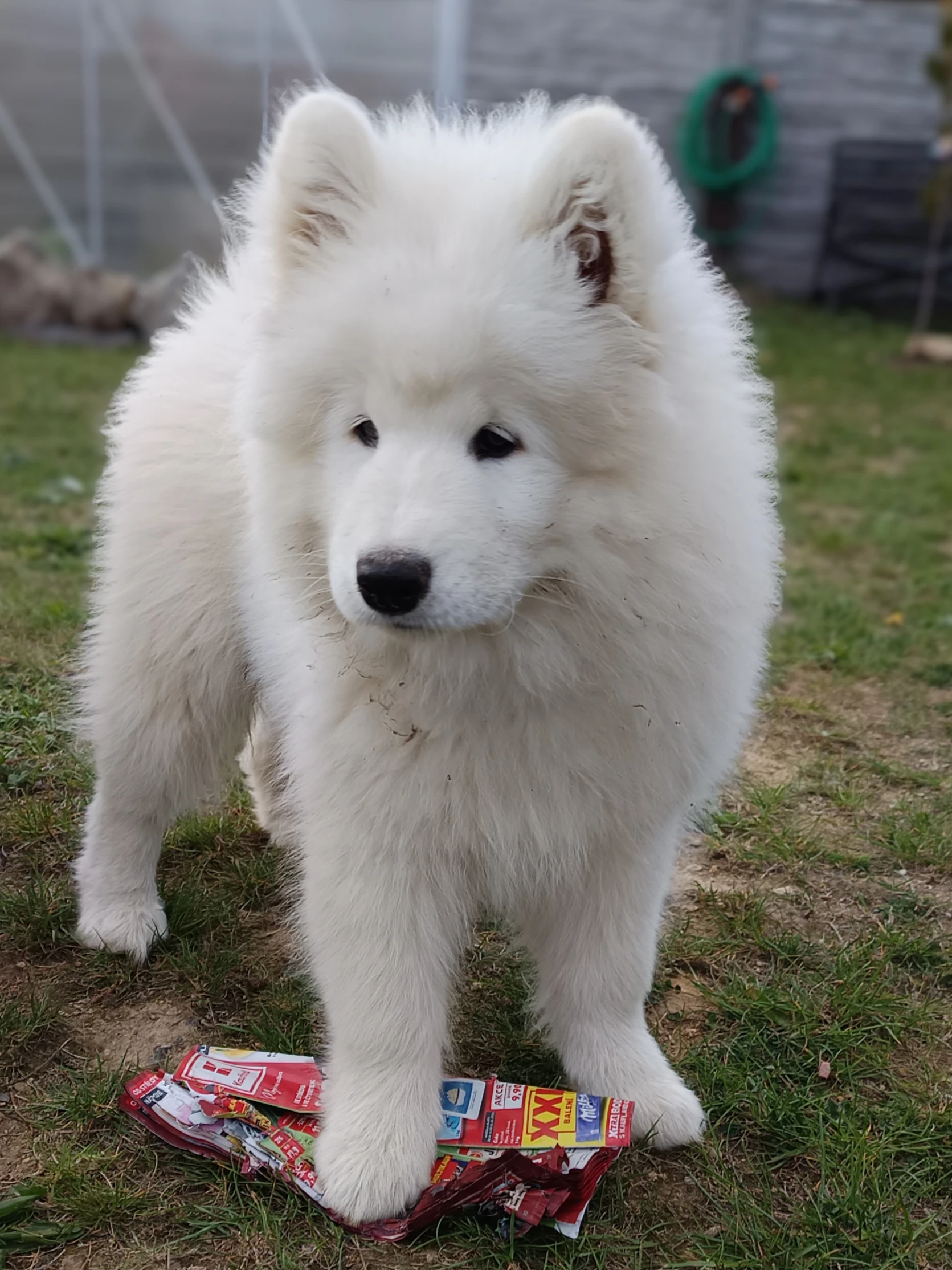 Samojed - štěňátka s PP