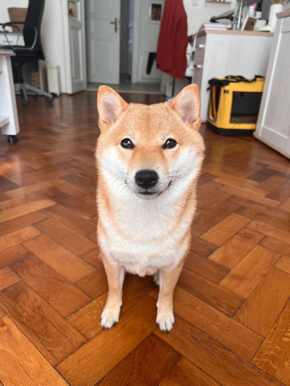 Hledáme nový domov pro naši Shiba Inu.