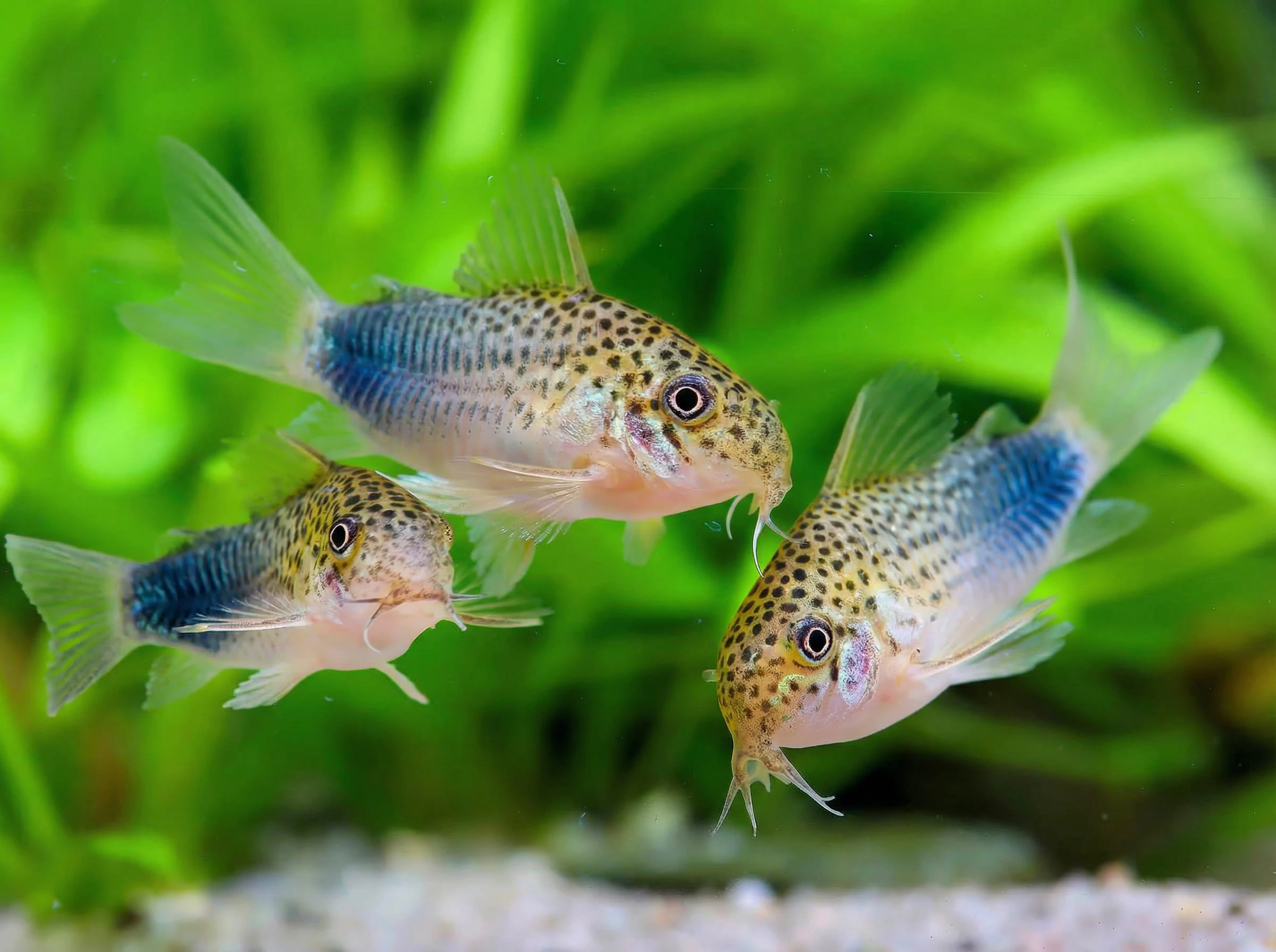 Corydoras similis - rarita