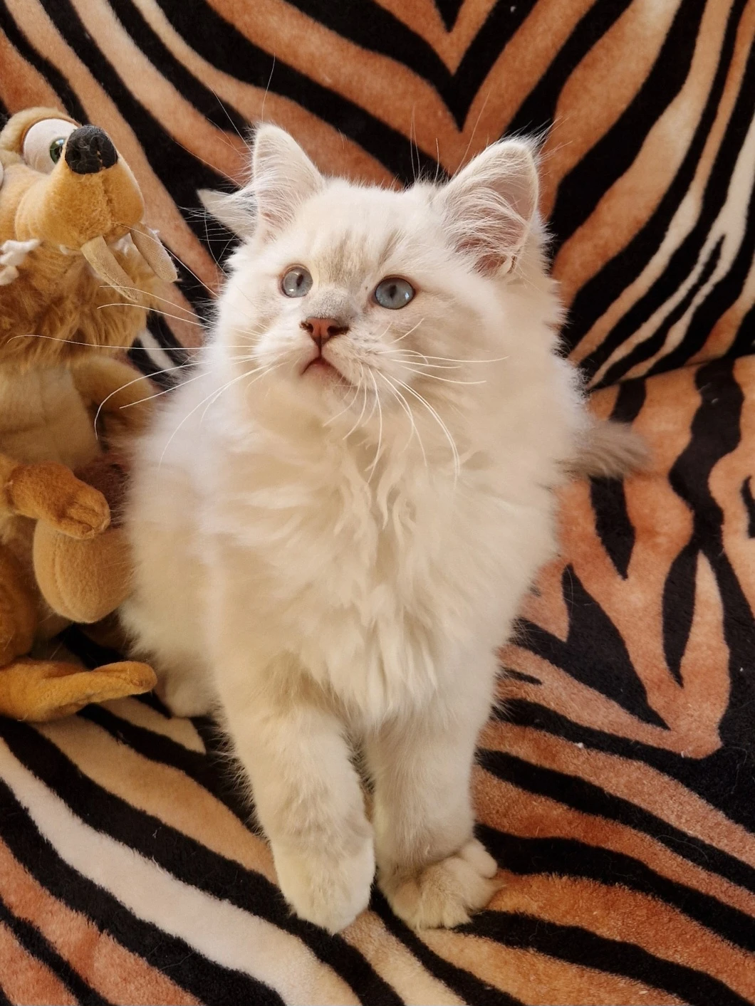 Ragdoll koťátka s PP