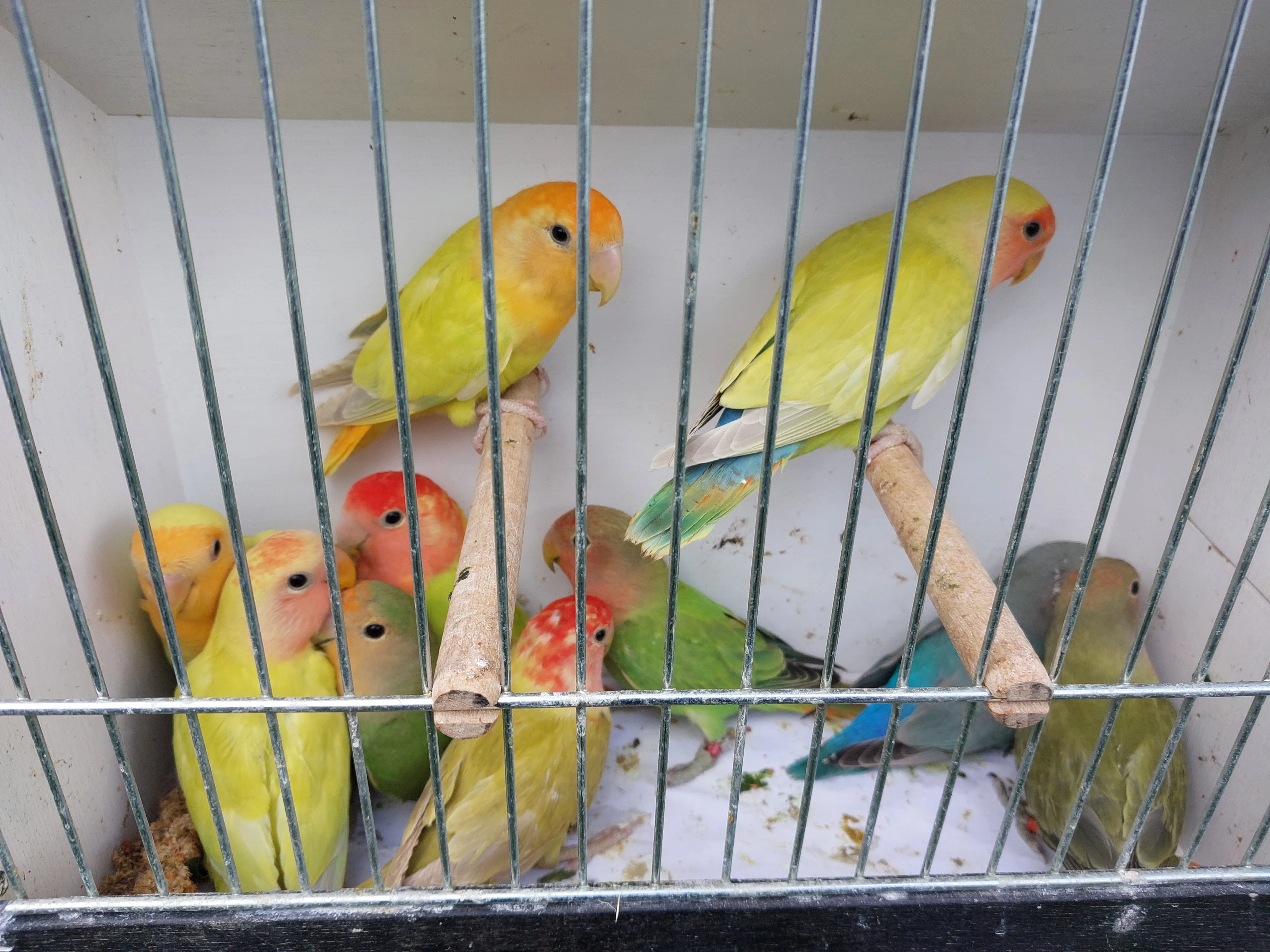 Agapornis růžohrdlý