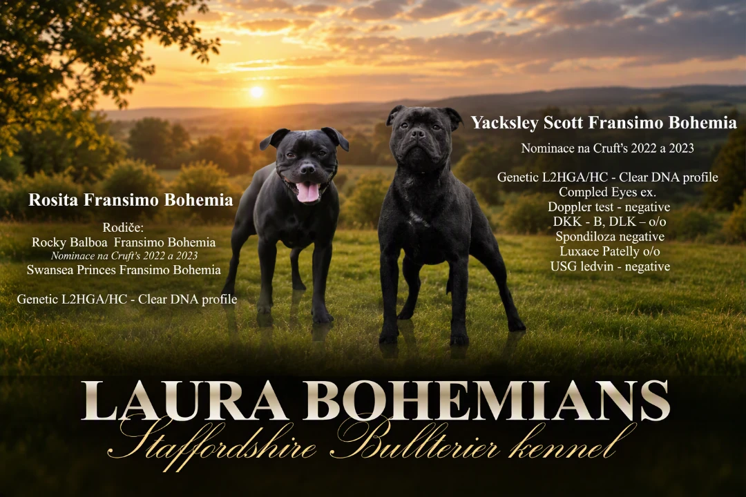 Staffordshire Bull Terrier. 