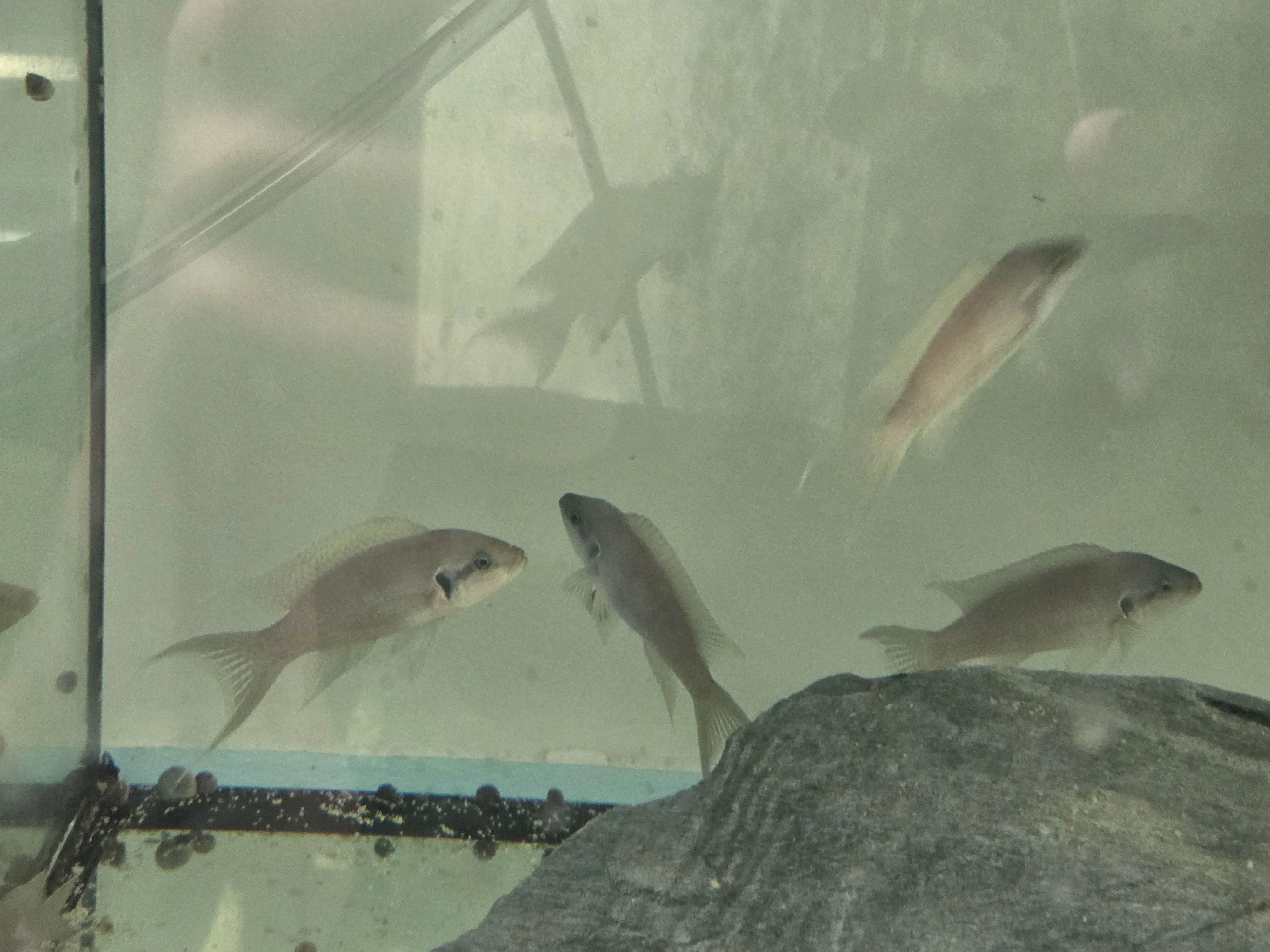 Neolamprologus brichardi