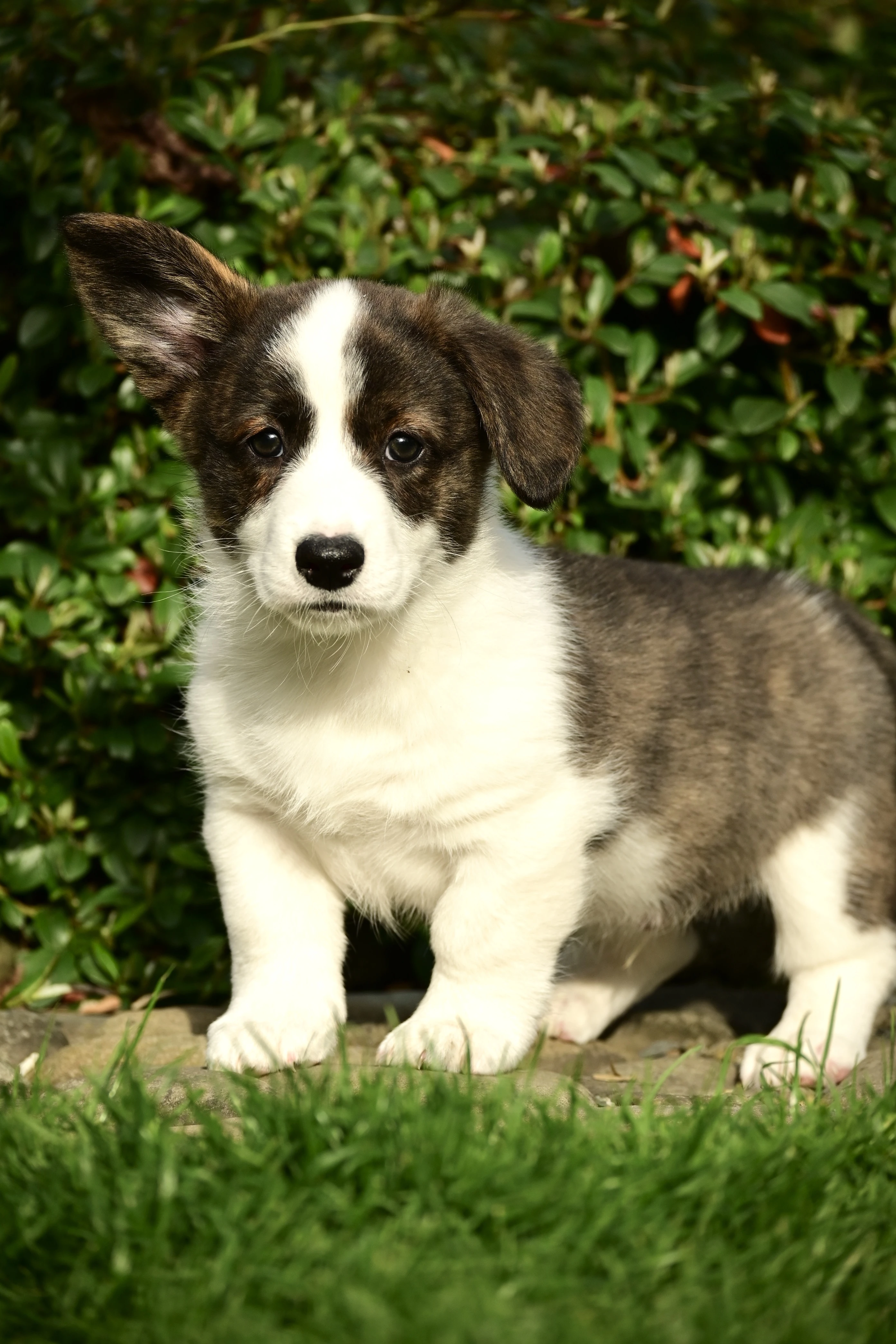 Welsh corgi cardigan