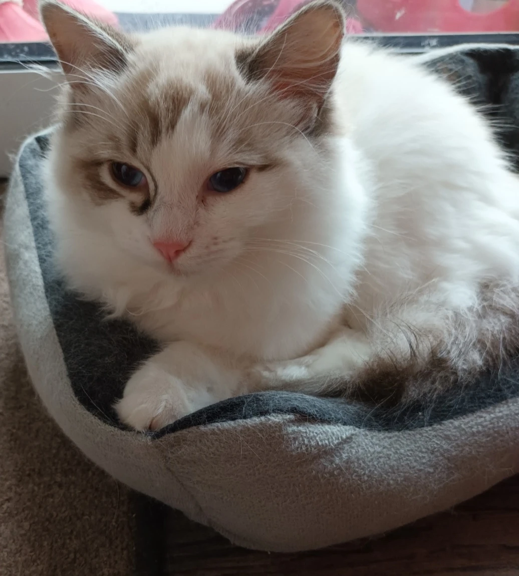 Kočička ragdoll s PP