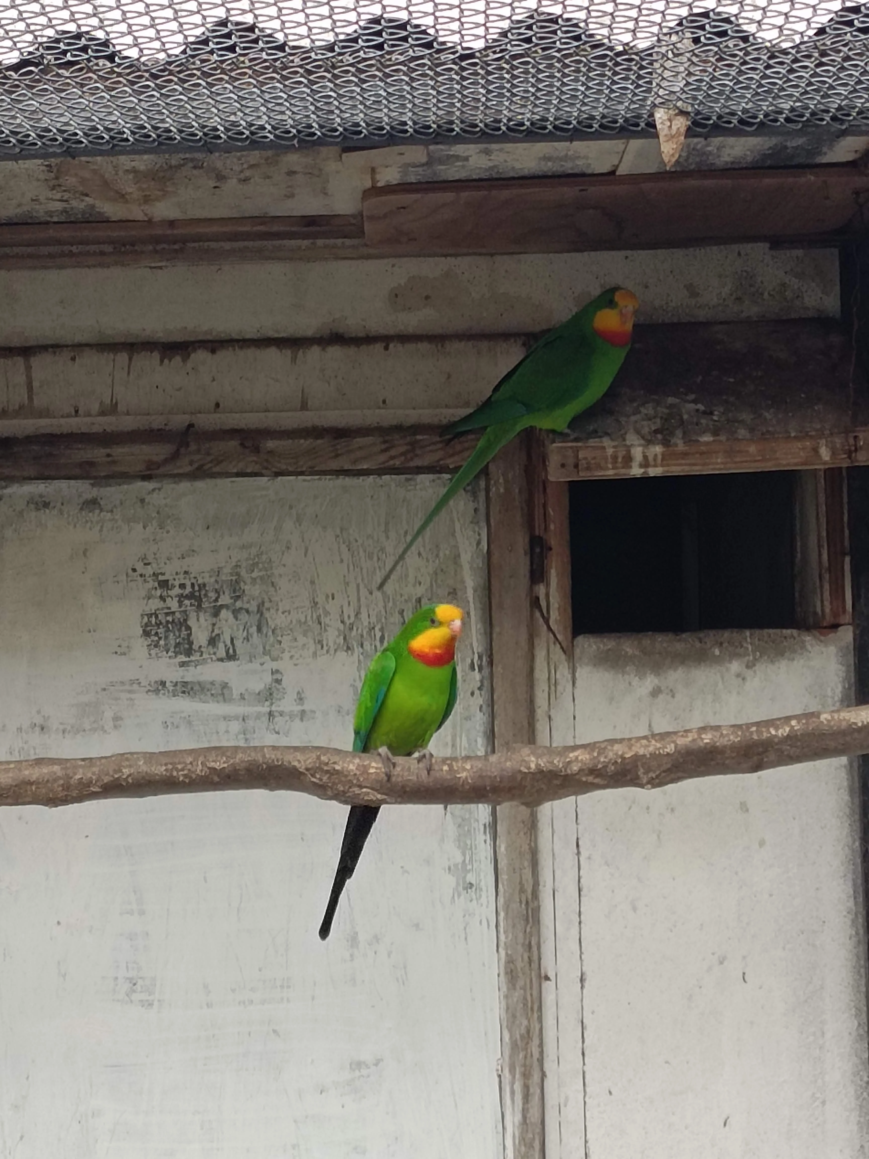 Papoušek nádherný