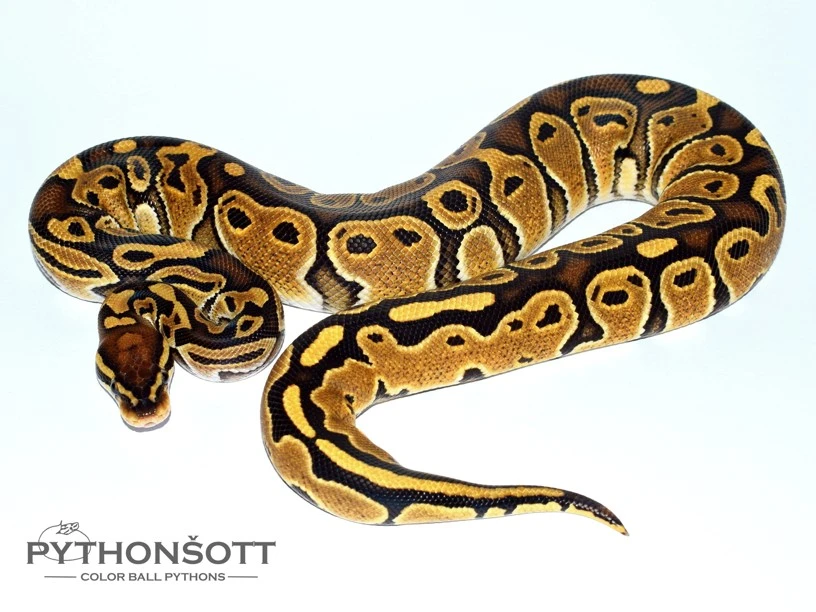 Poslední loňská mláďata krajty královské (Python regius)