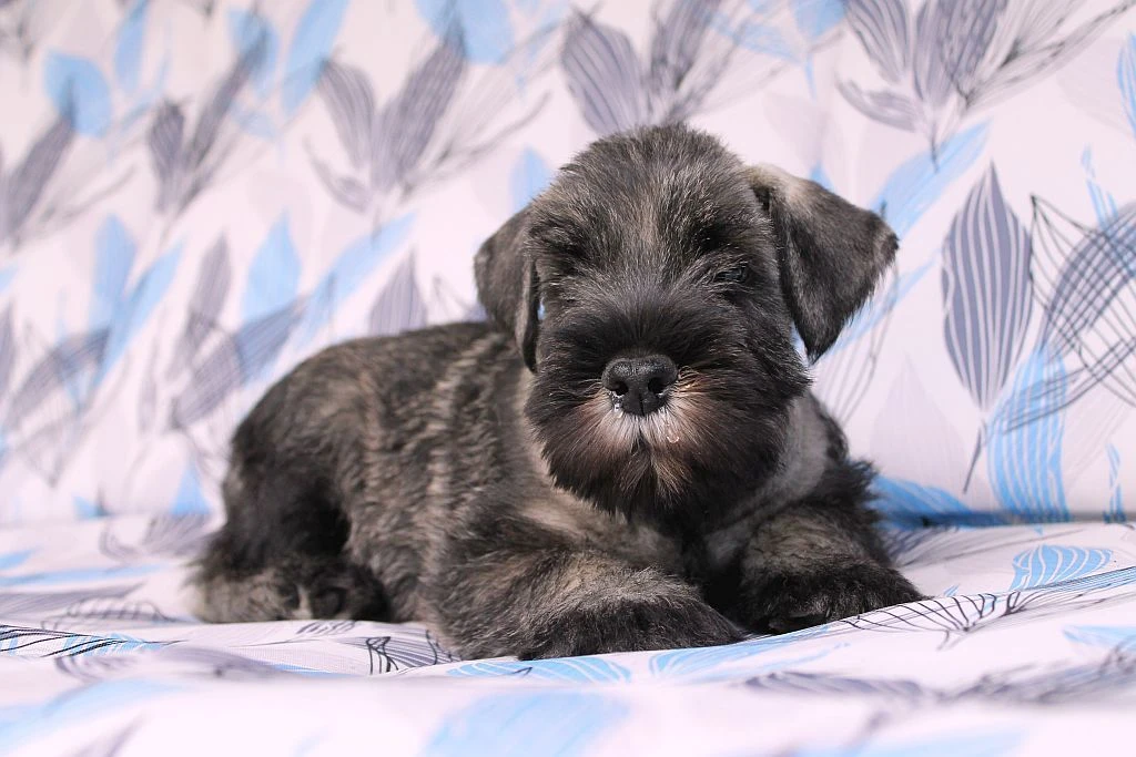 Knírač střední pepř a sůl