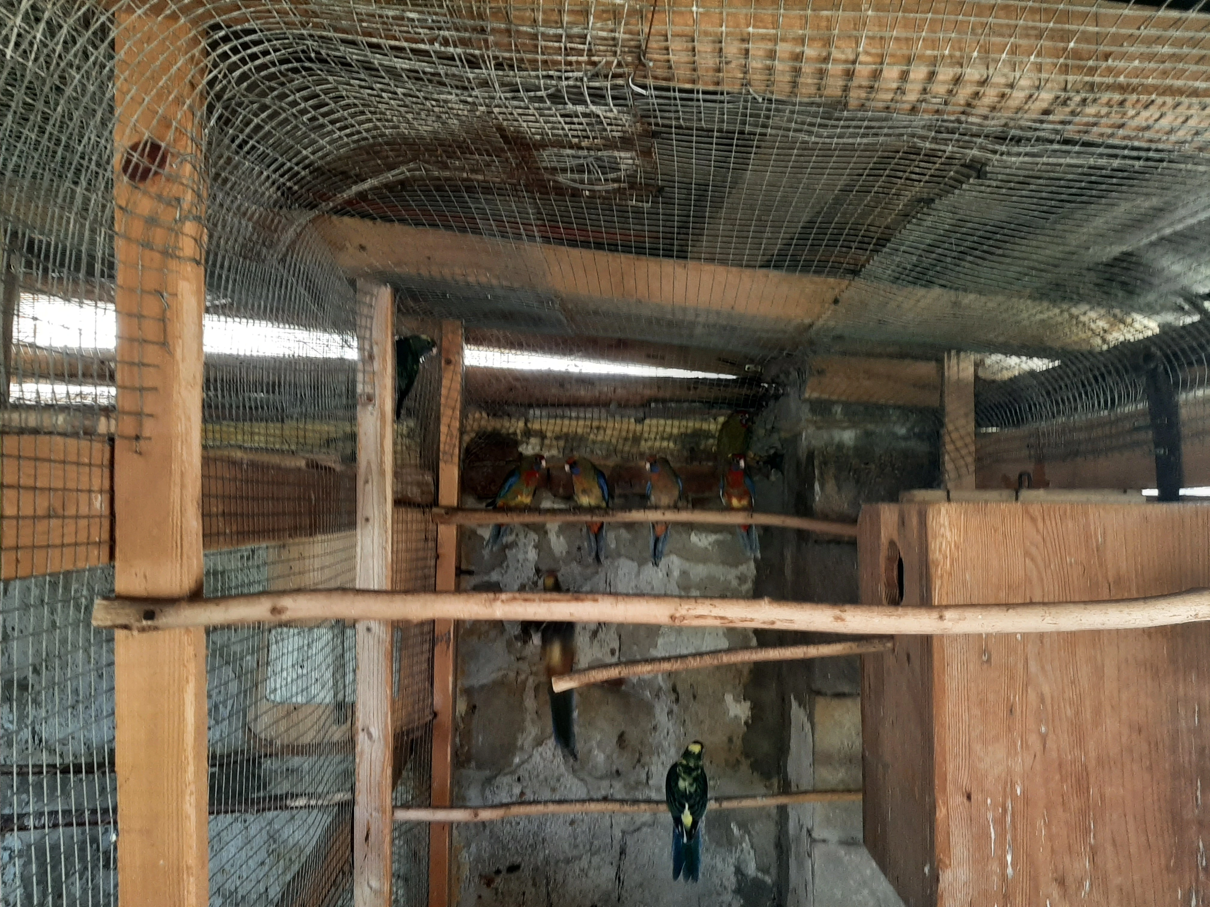 Prodám rosela penant kakariky žluté