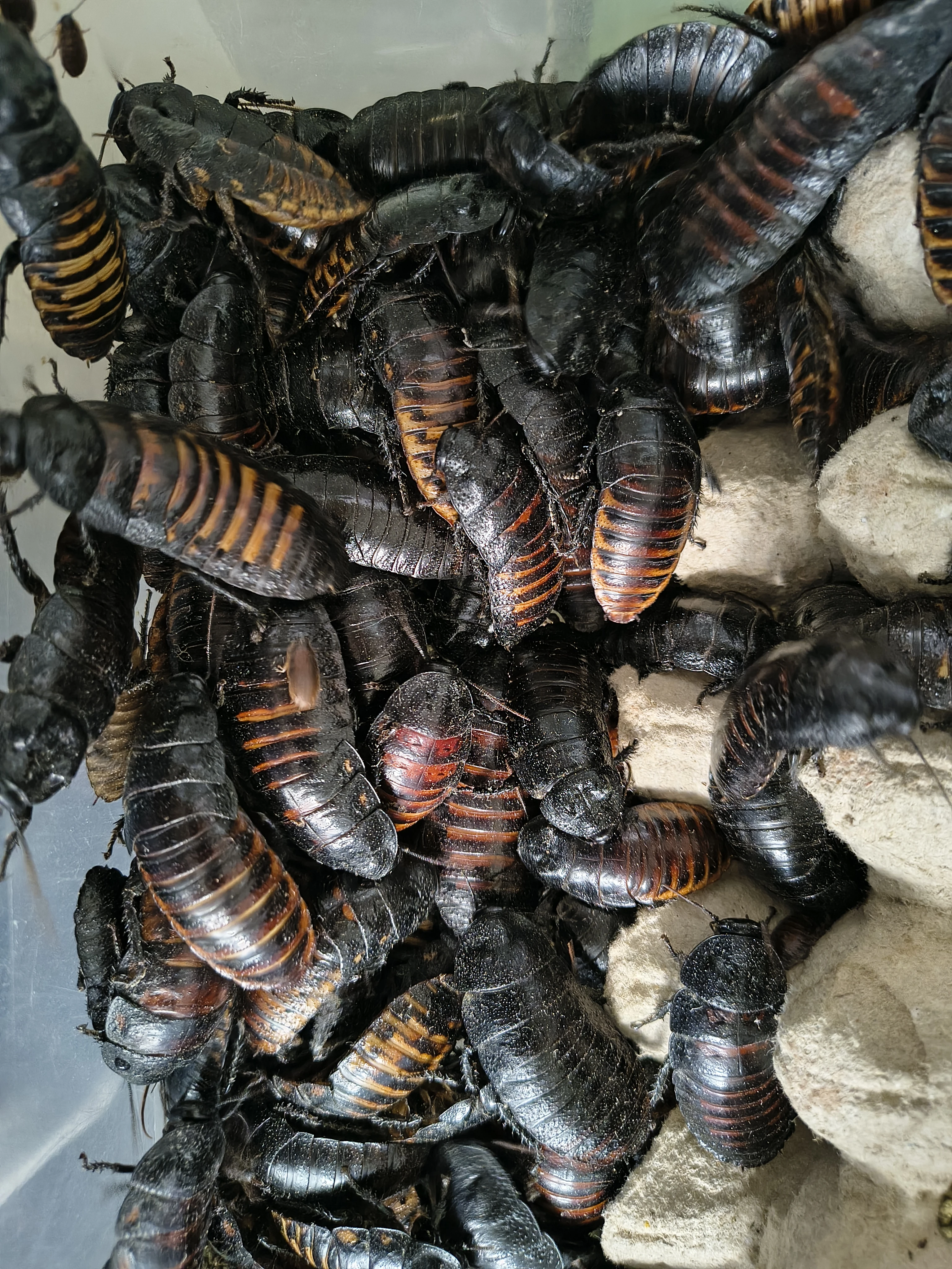 Šváb Madagaskarský