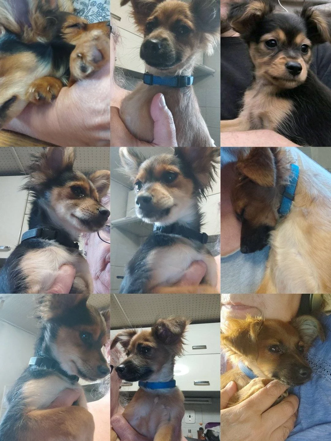 Volný pejsek pro vás