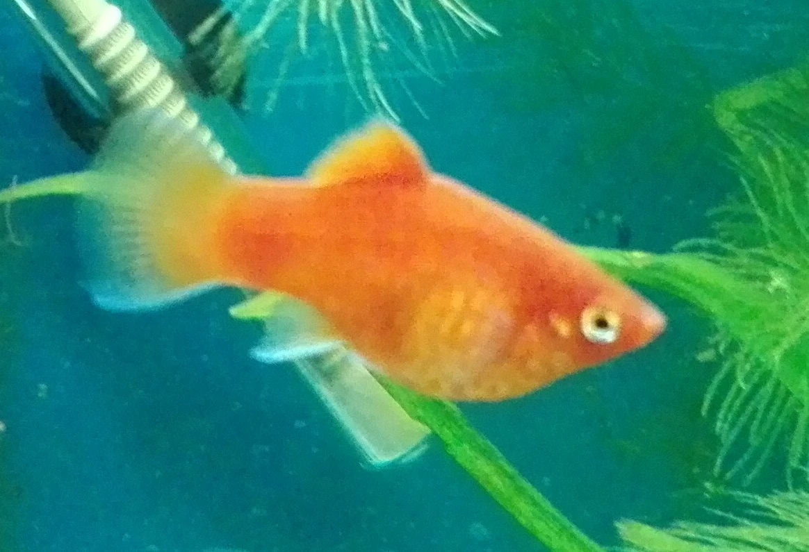 Plata červená korálová