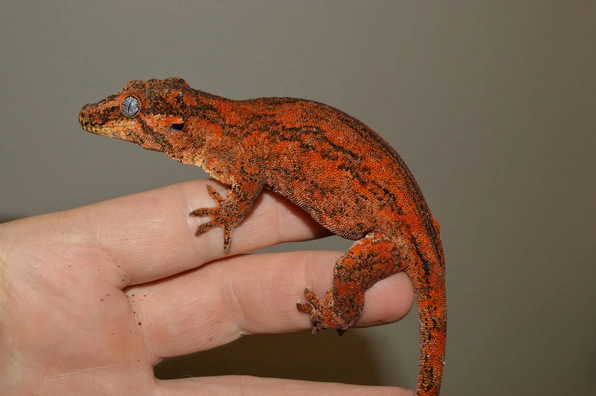 Rhacodactylus auriculatus