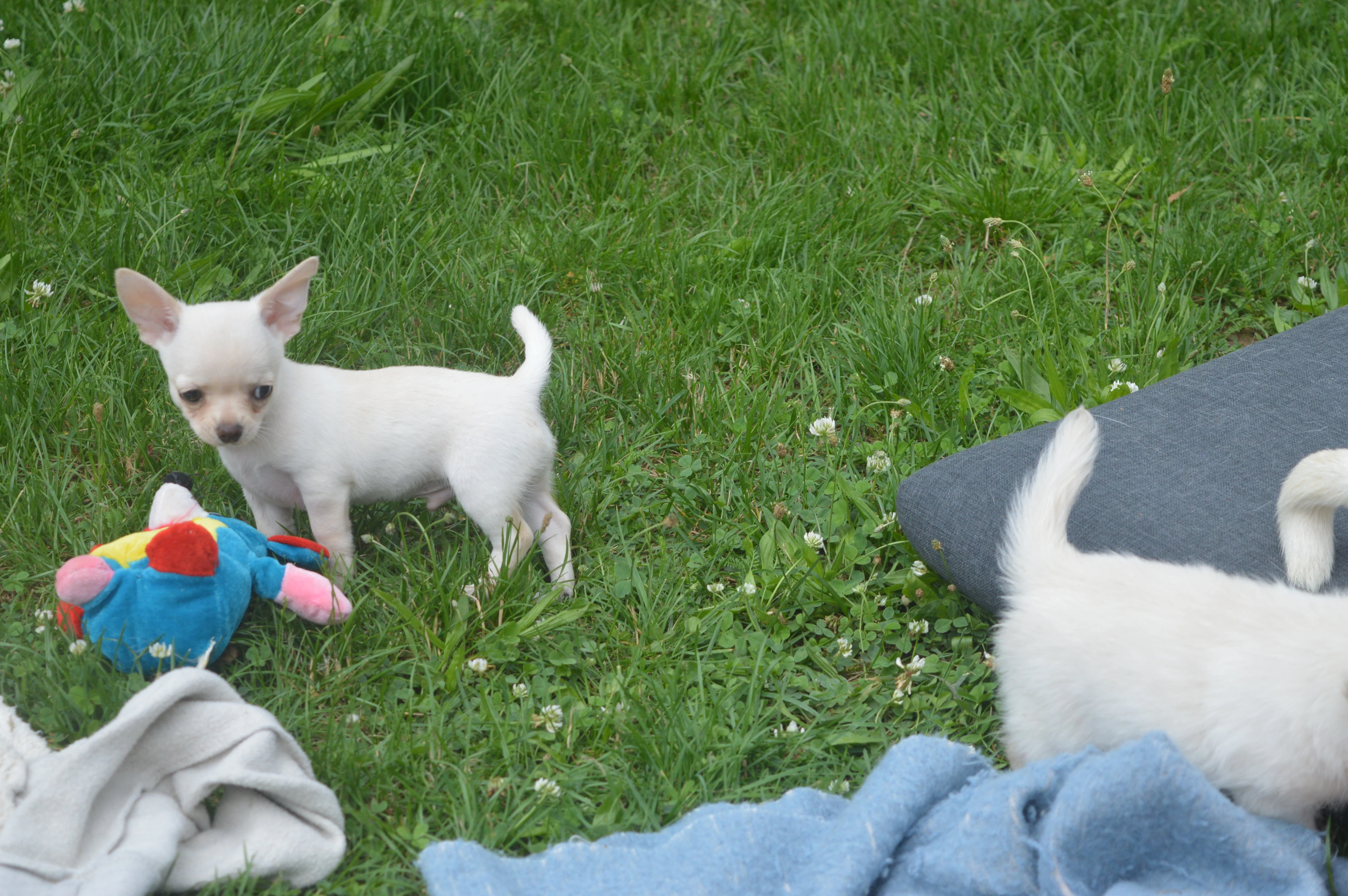 Krátkosrstý pejsek s PP bílo krémové barvy