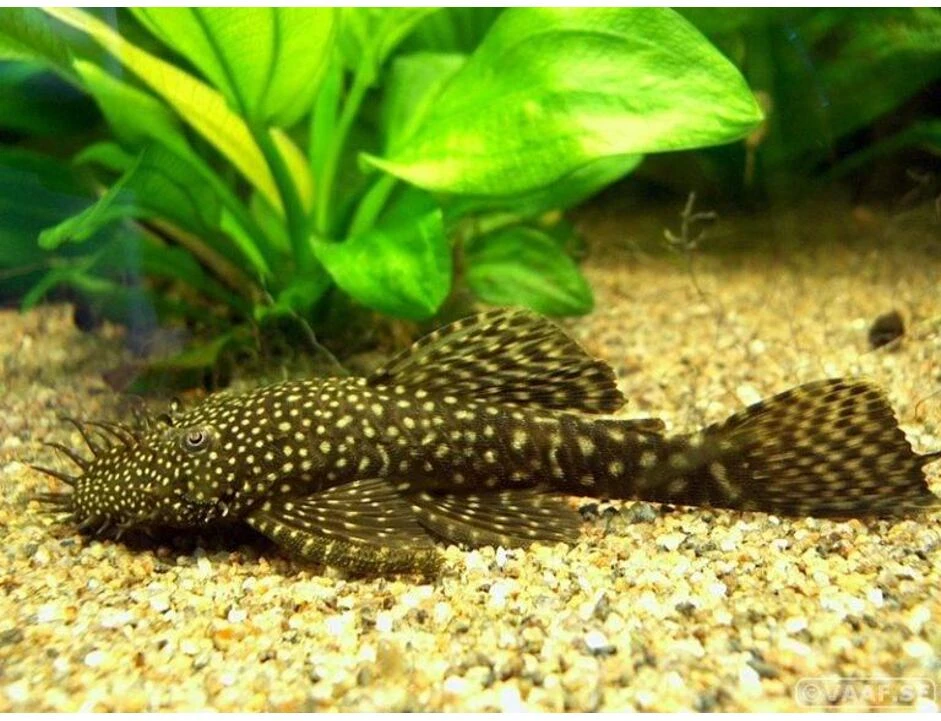 Prodám dospělé samce ancistruse sp.