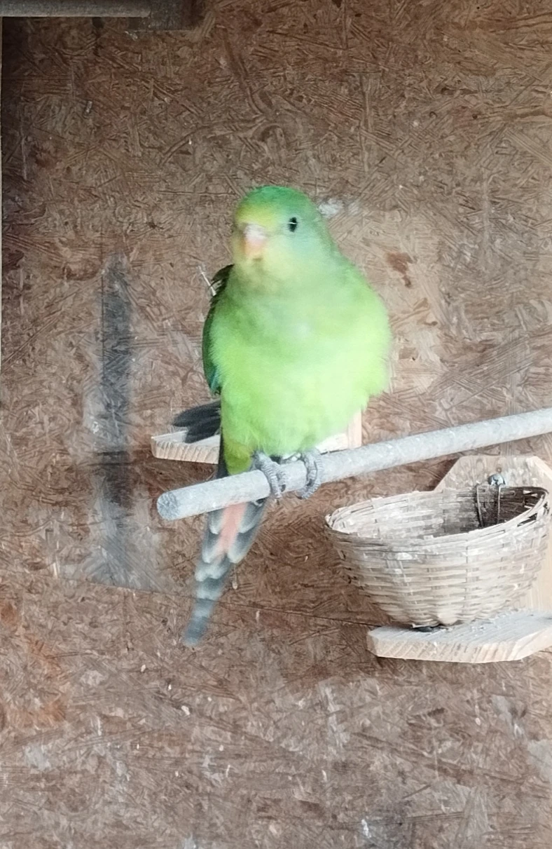 Papoušek nádherný