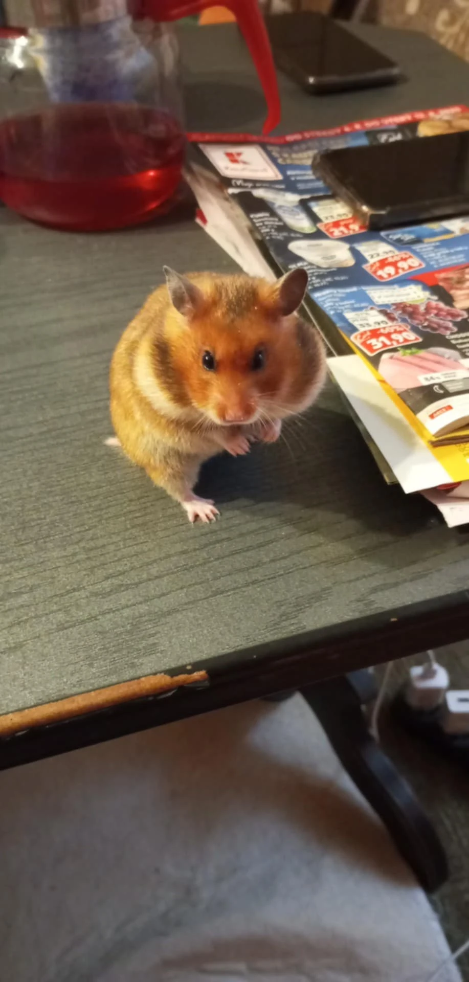 Křeček zlatý syrský