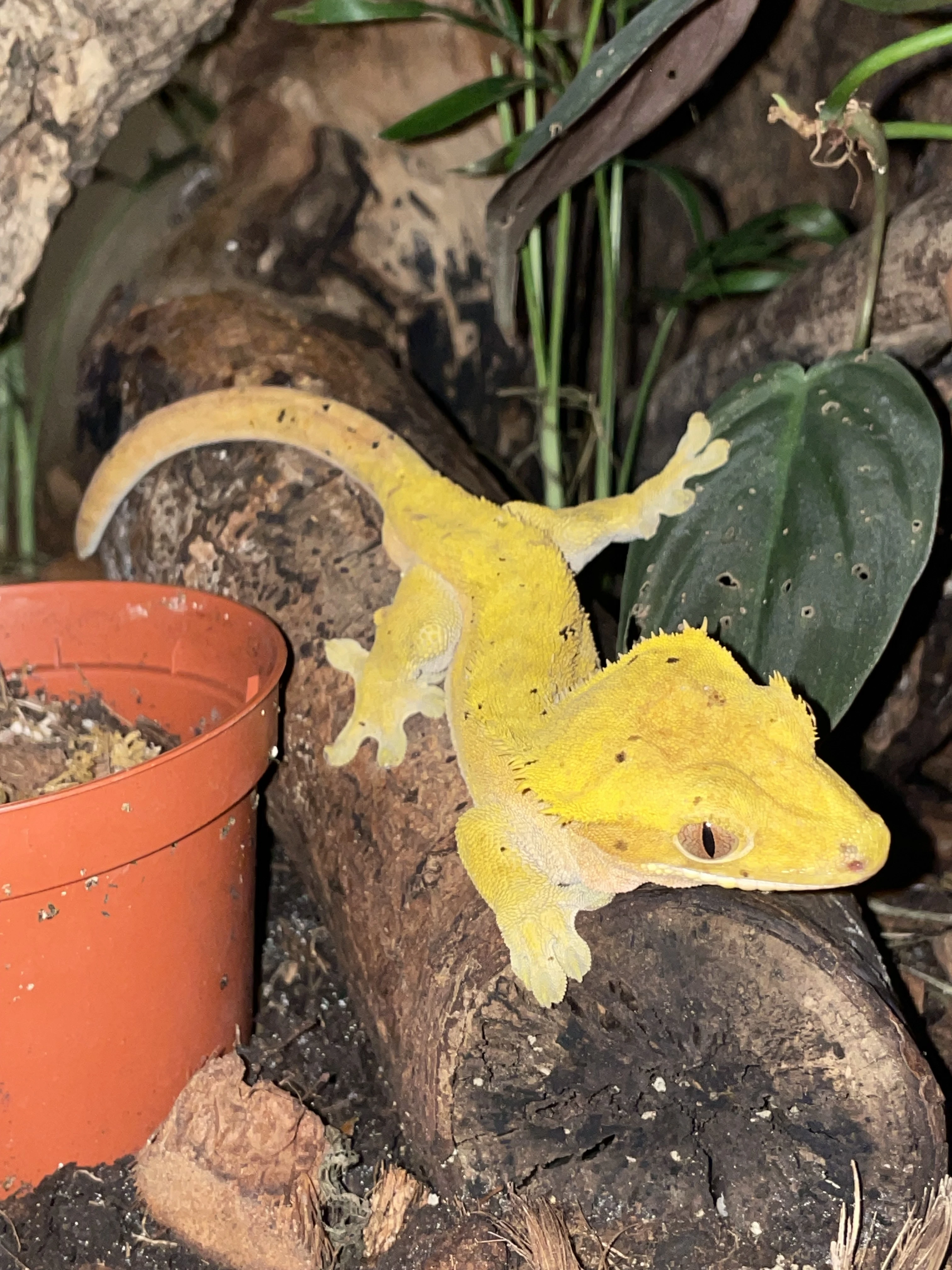 Correlophus cilliatus - pagekon řasnatý