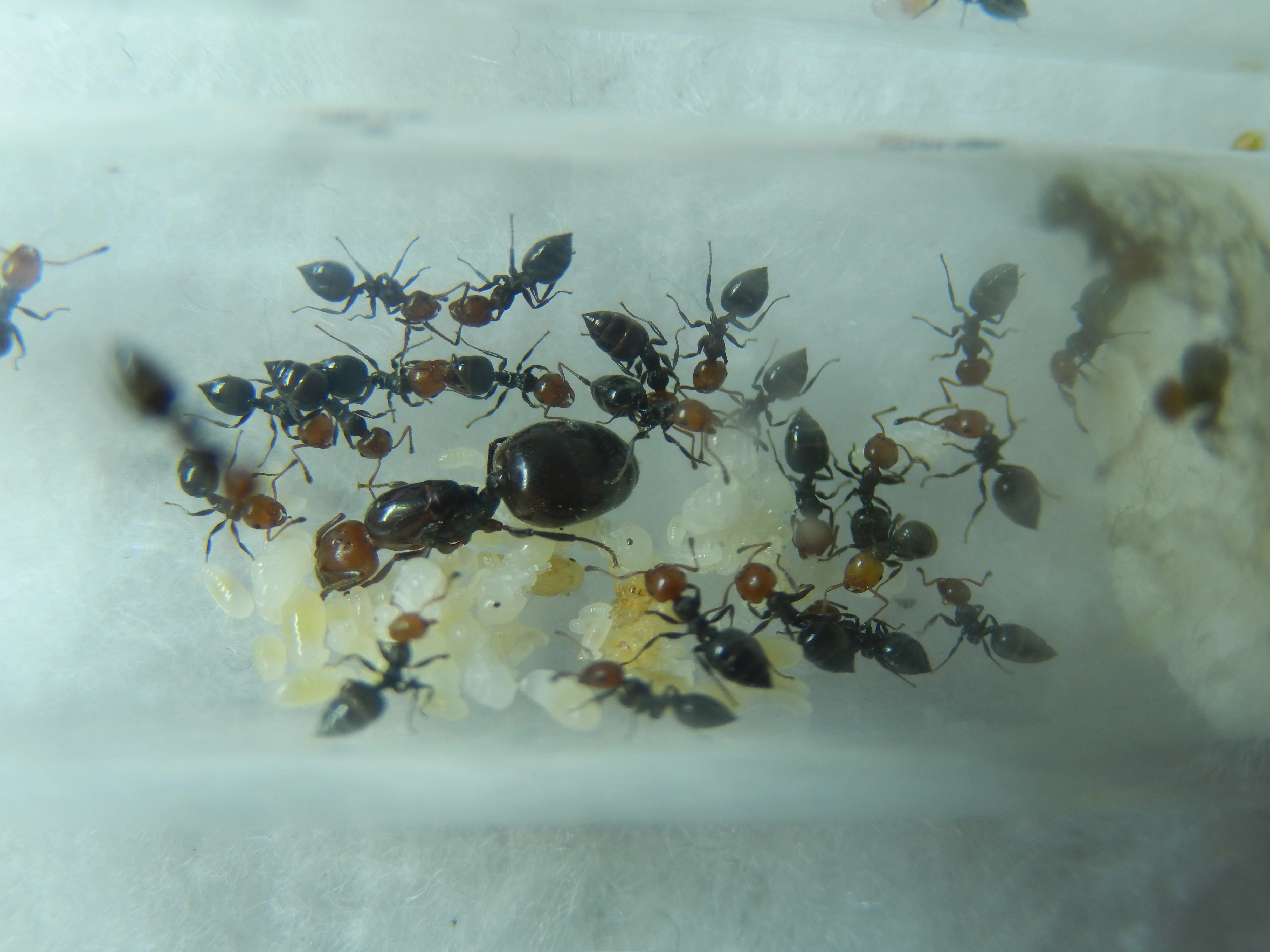 Crematogaster scutellaris mravenec akrobat