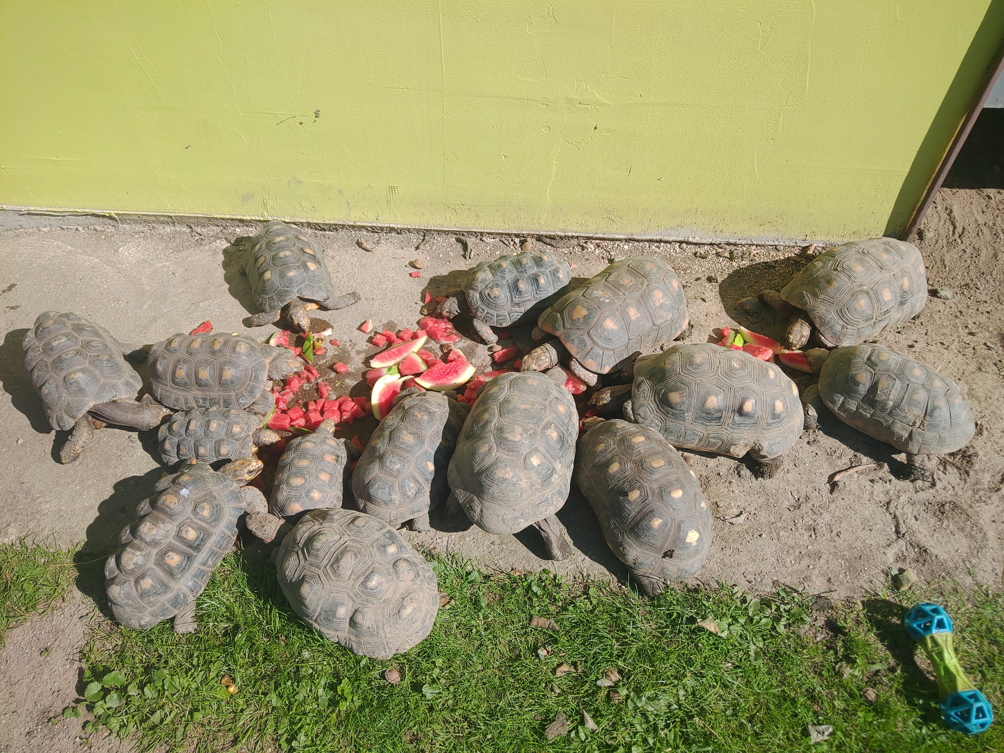 Prodám dospělé želvy uhlířské